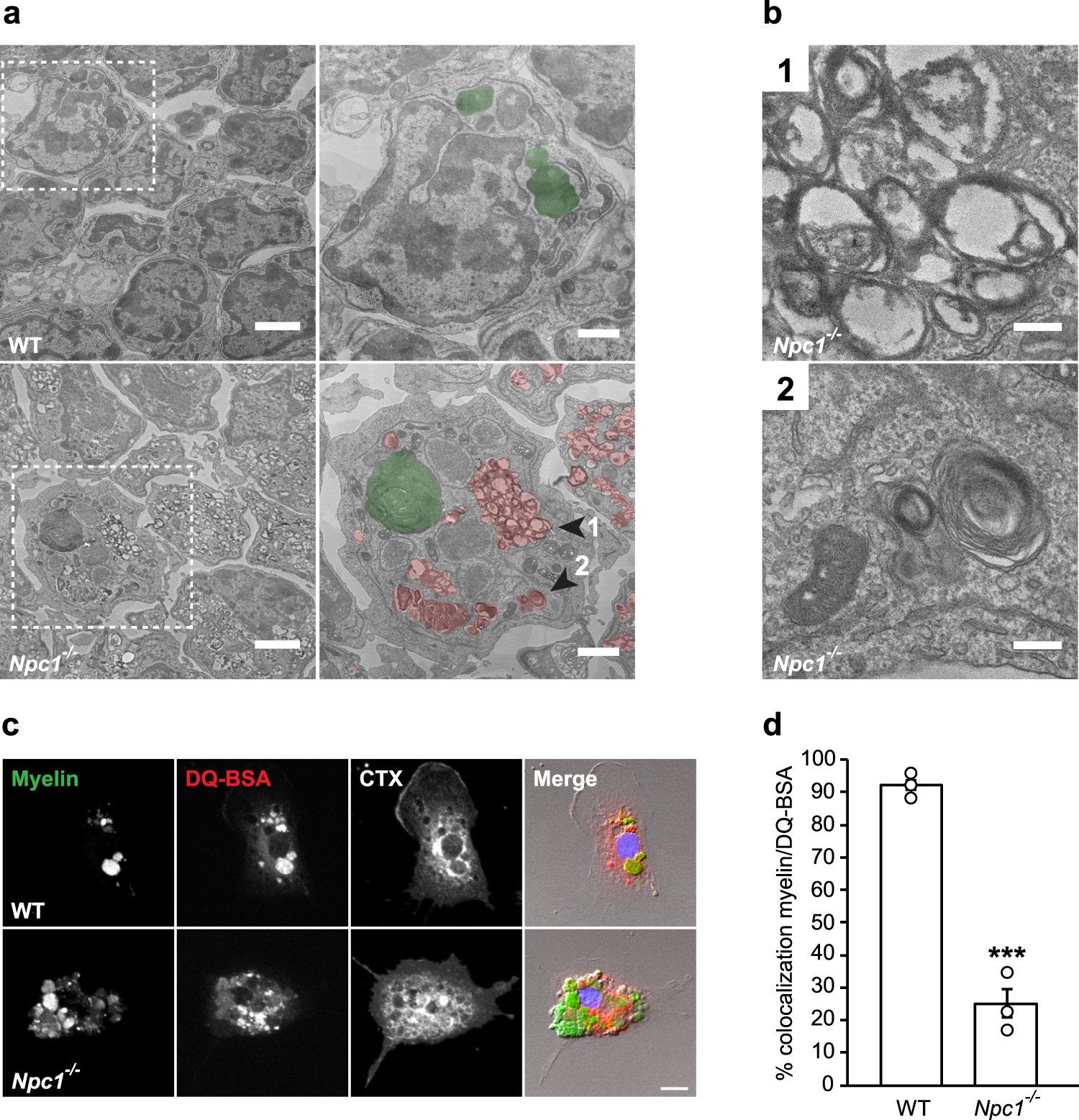 Fig. 6: Myelin accumulation in late endosomes/MVBs of Npc1−/− microglia.