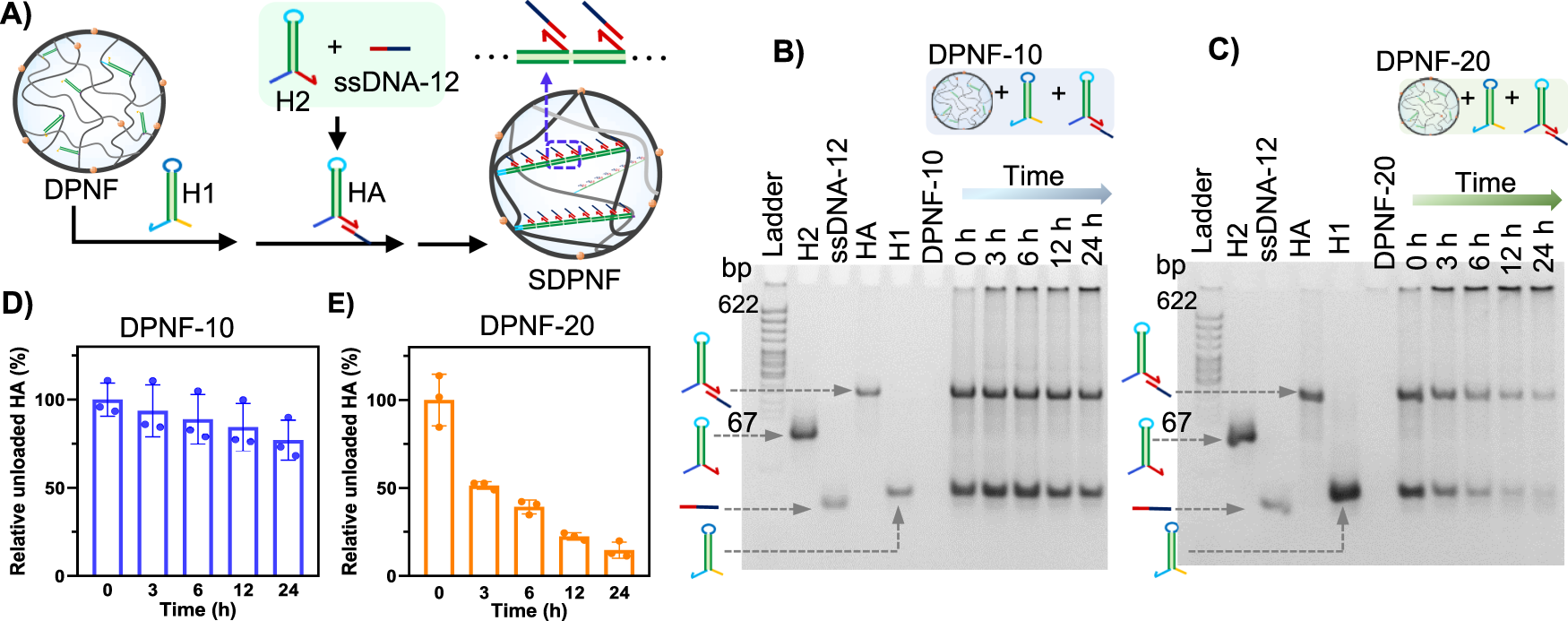 Fig. 3: Programmable assembly of ssDNA-12 in DPNF via HCR of DNA hairpins.
