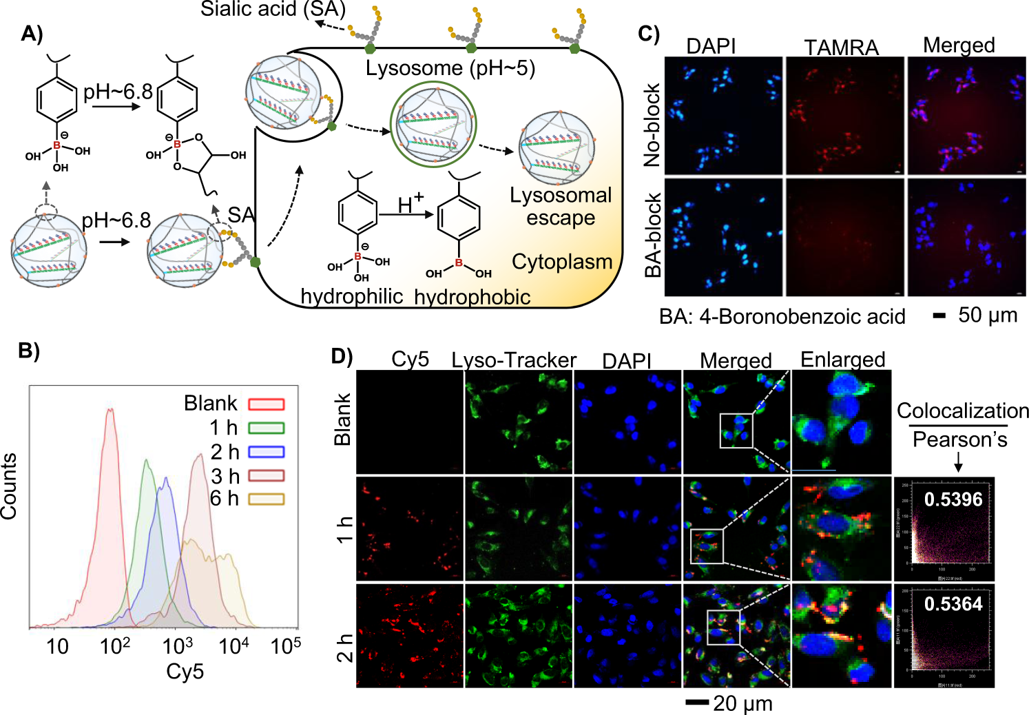 Fig. 4: PBA mediating cellular uptake and lysosomal escape of DPNF.