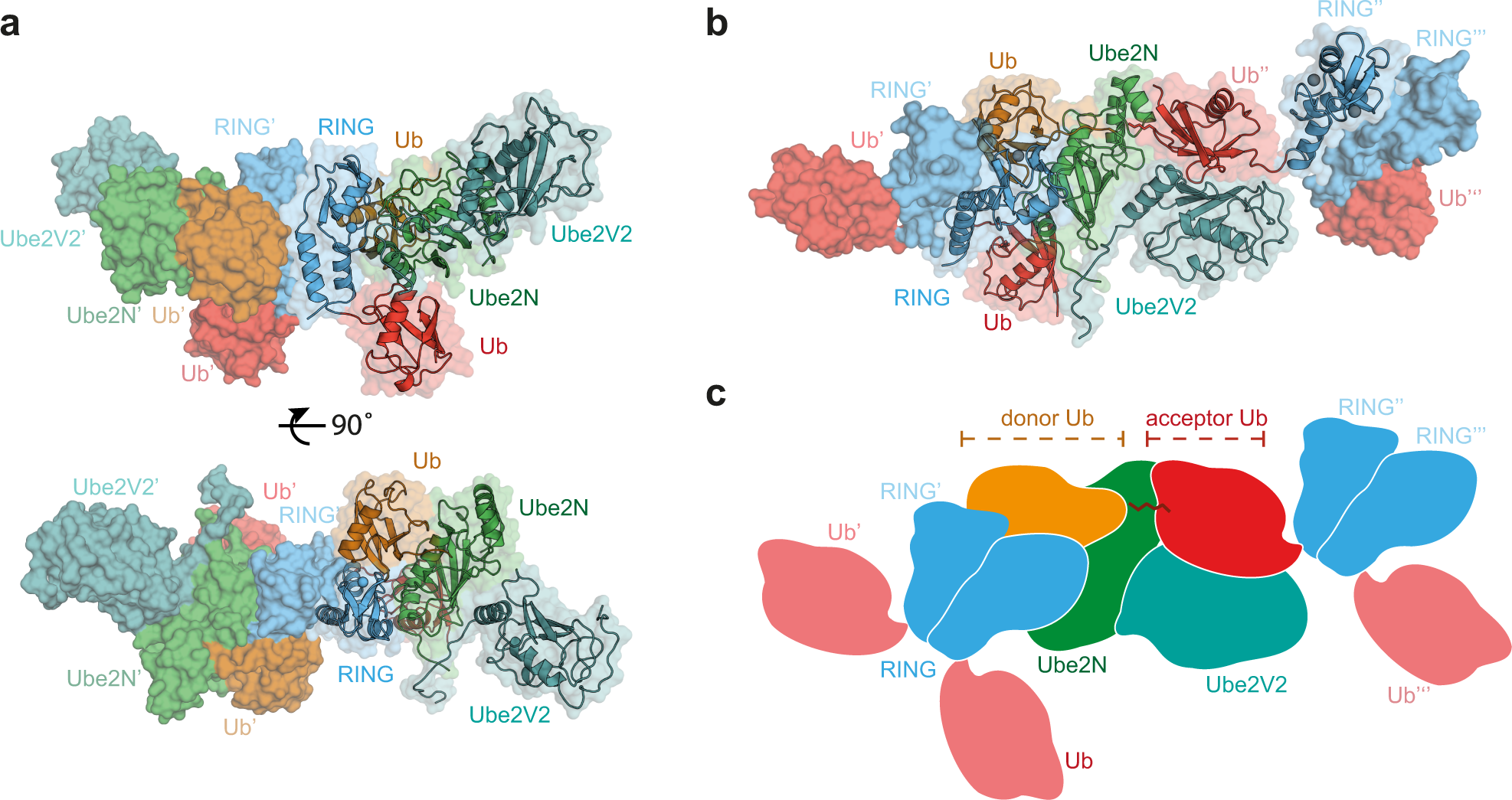 RING domains act as both substrate and enzyme in a catalytic arrangement to  drive self-anchored ubiquitination | Nature Communications