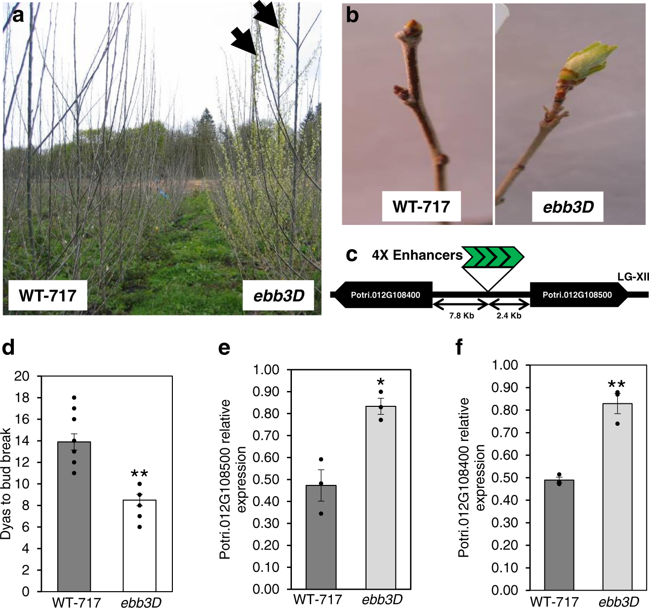 EARLY BUD-BREAK 1 and EARLY BUD-BREAK 3 control resumption of poplar growth  after winter dormancy | Nature Communications