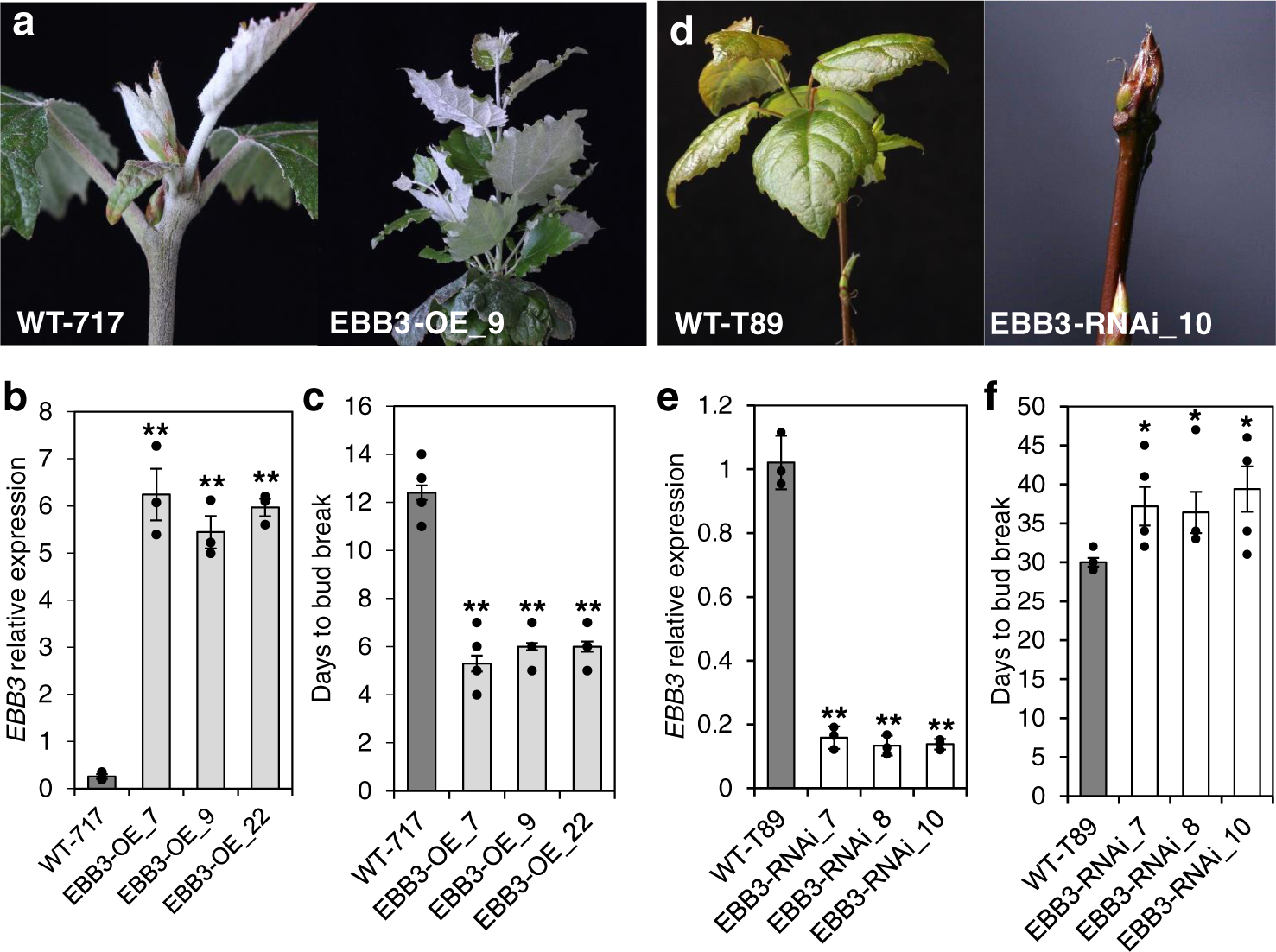 Fig. 2: EBB3 over- and under-expressing lines show early and late bud-break phenotypes respectively.