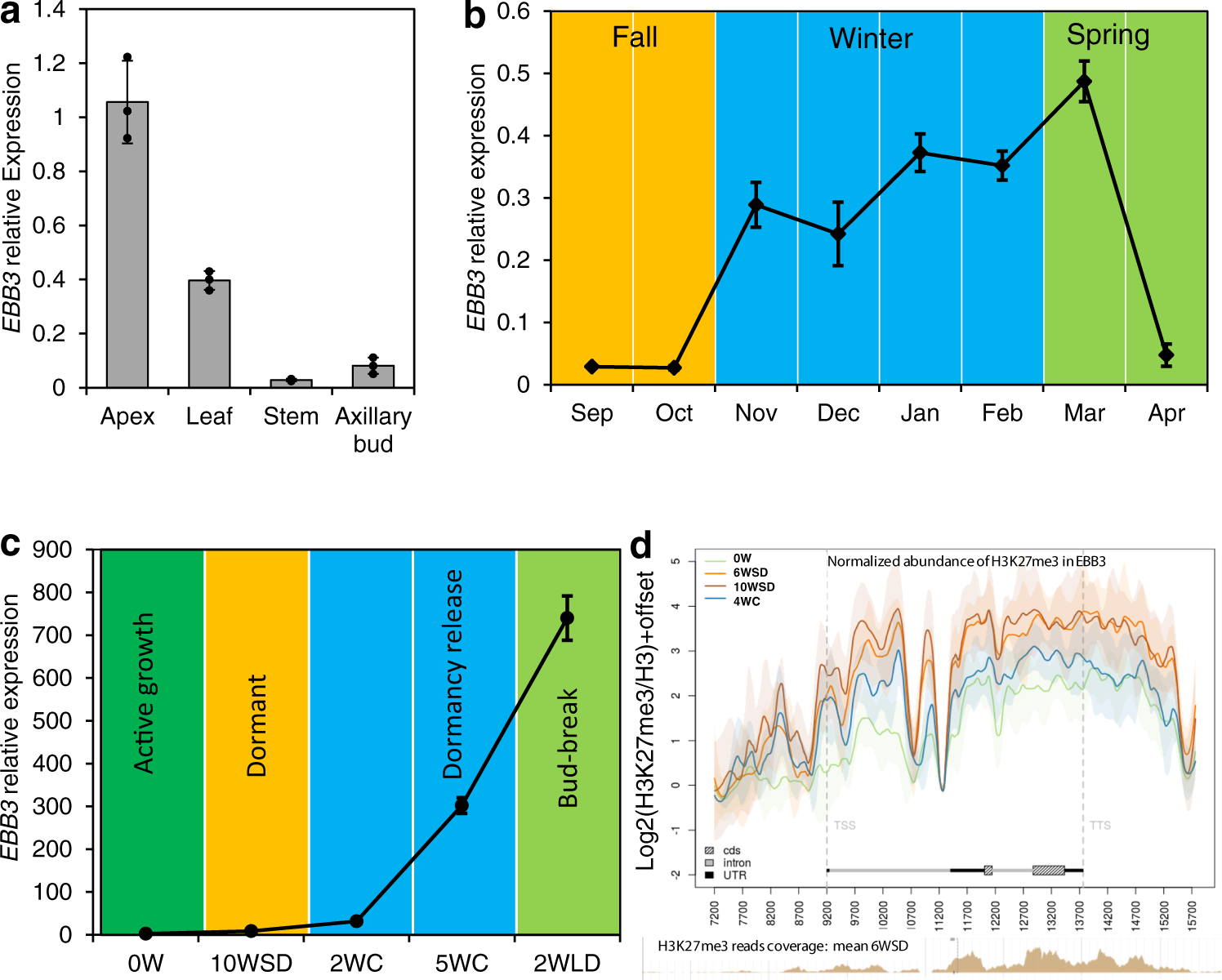 Fig. 3: EBB3 is primarily expressed in the shoot apex and differentially regulated during the dormancy cycle and bud-break.