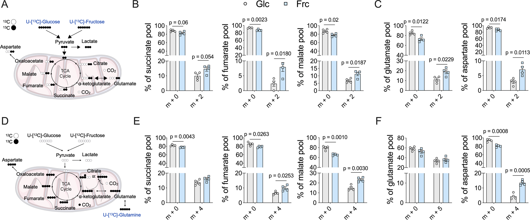 Fig. 5: Fructose treatment induces elevated metabolic cycling.
