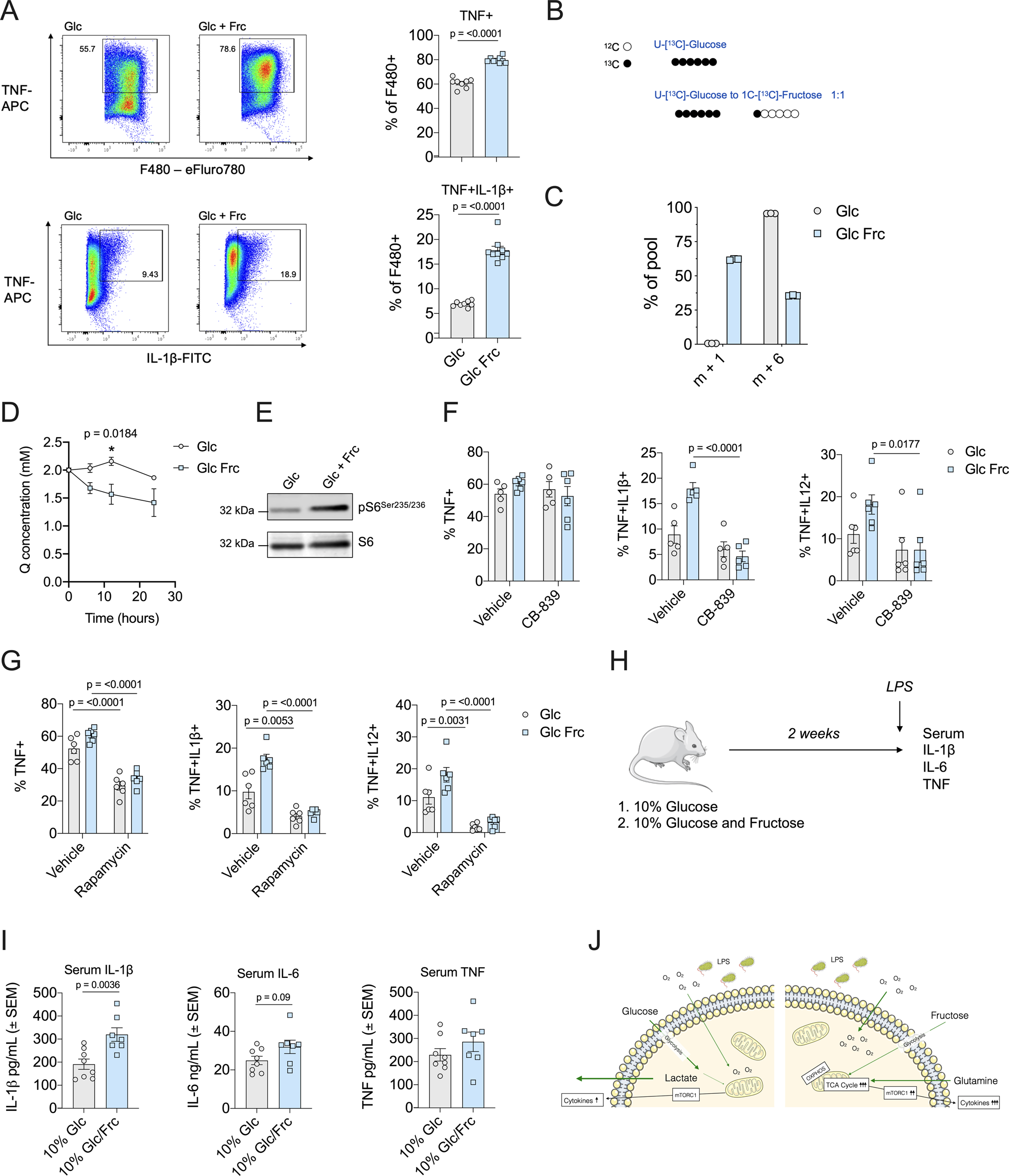 Fig. 7: Fructose enhances inflammation in the presence of glucose in macrophages.