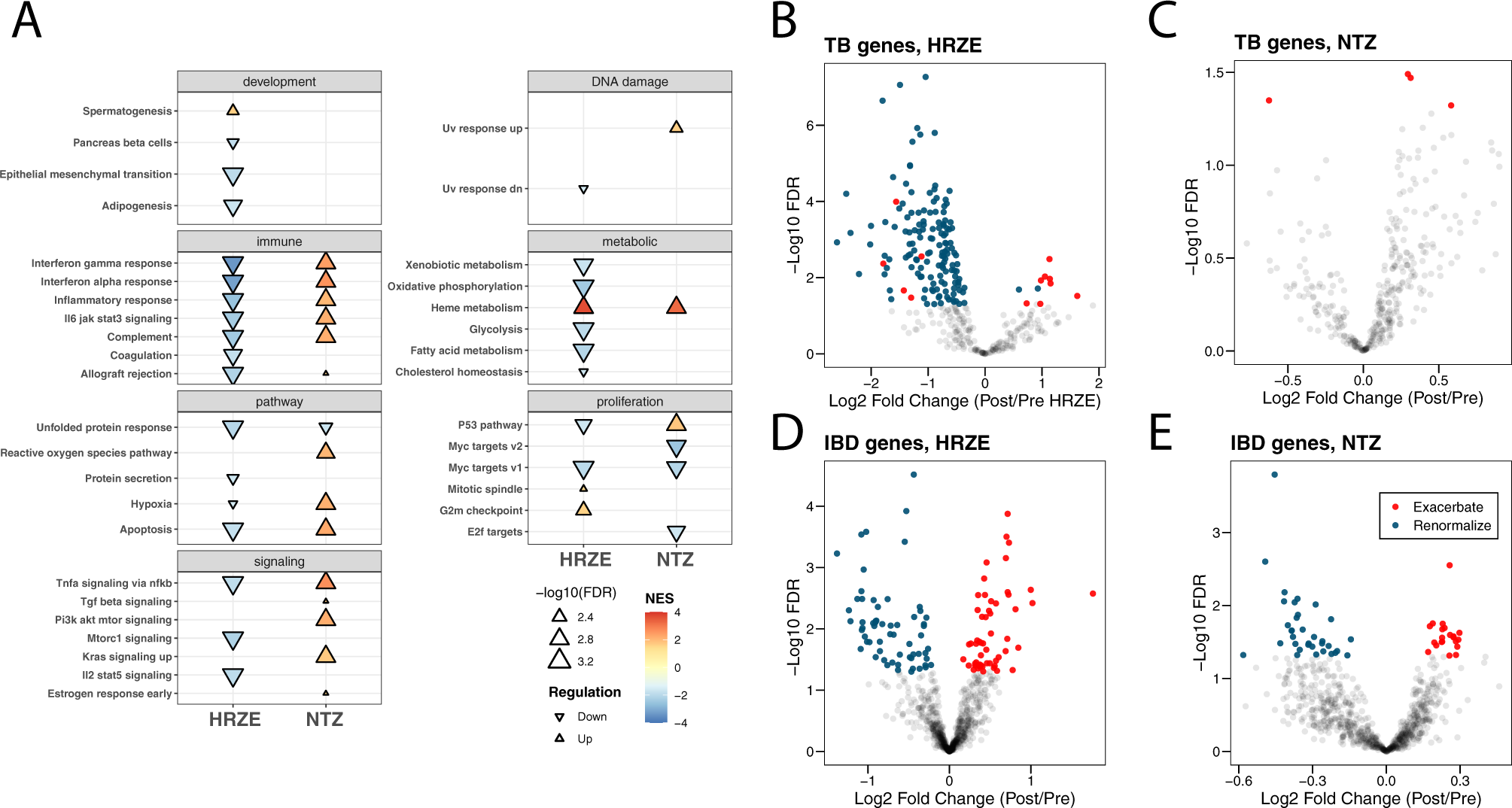 Fig. 4: Hallmark pathway gene set enrichment analysis and gene expression comparison in HRZE and NTZ treated arms.