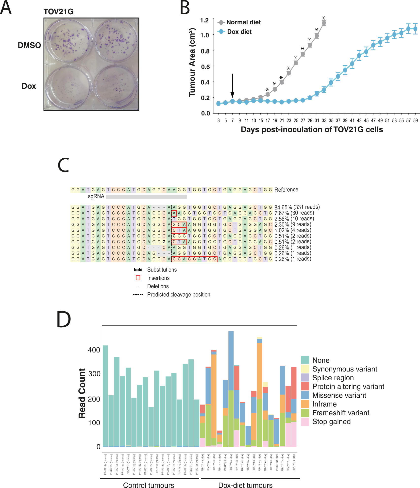 Fig. 4: Effect of FAM50A loss on TOV21G cell growth in vivo and mechanisms of resistance.