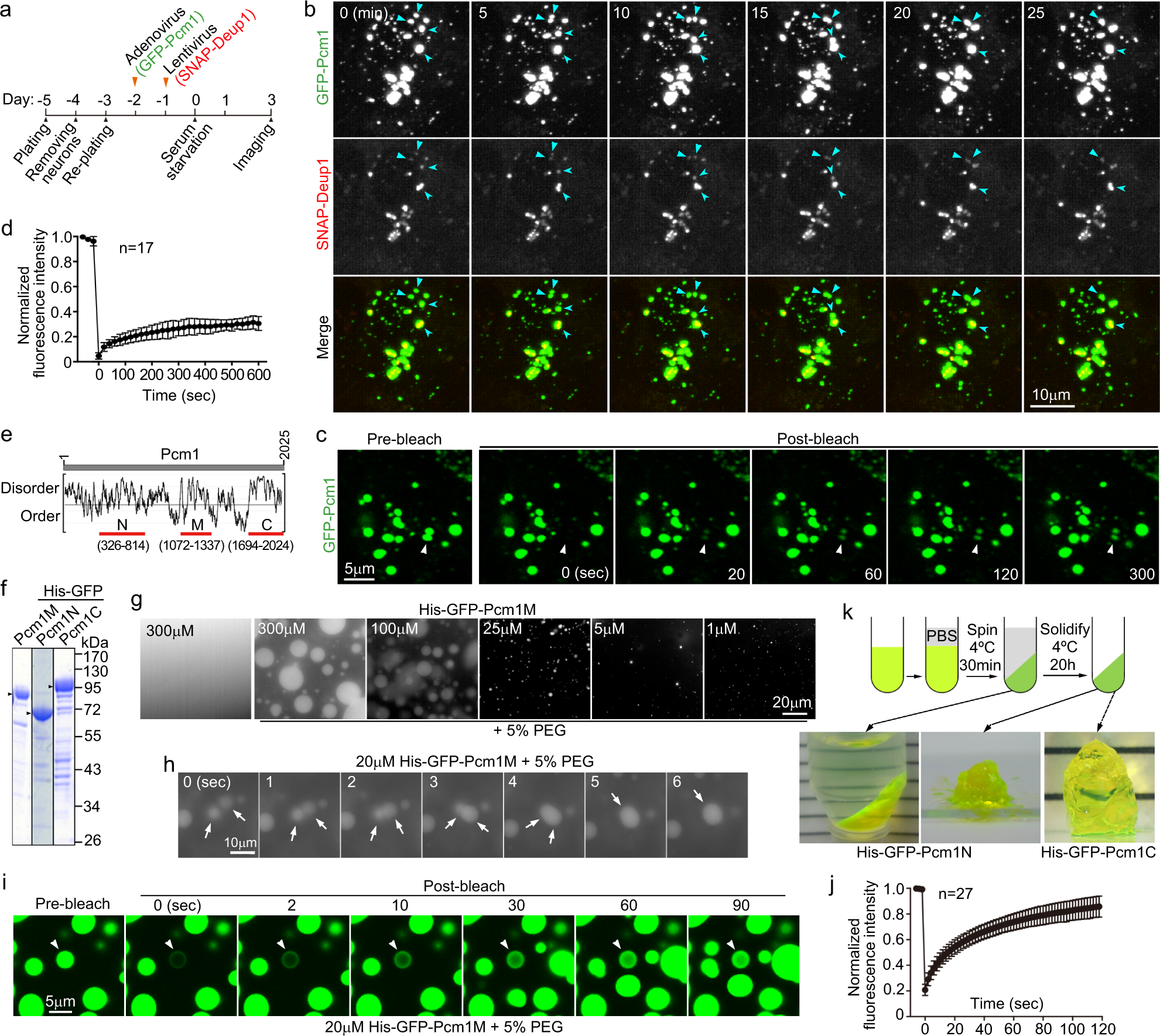 Fig. 7: FGMs tightly associate with deuterosomes and may form through Pcm1 phase separation.