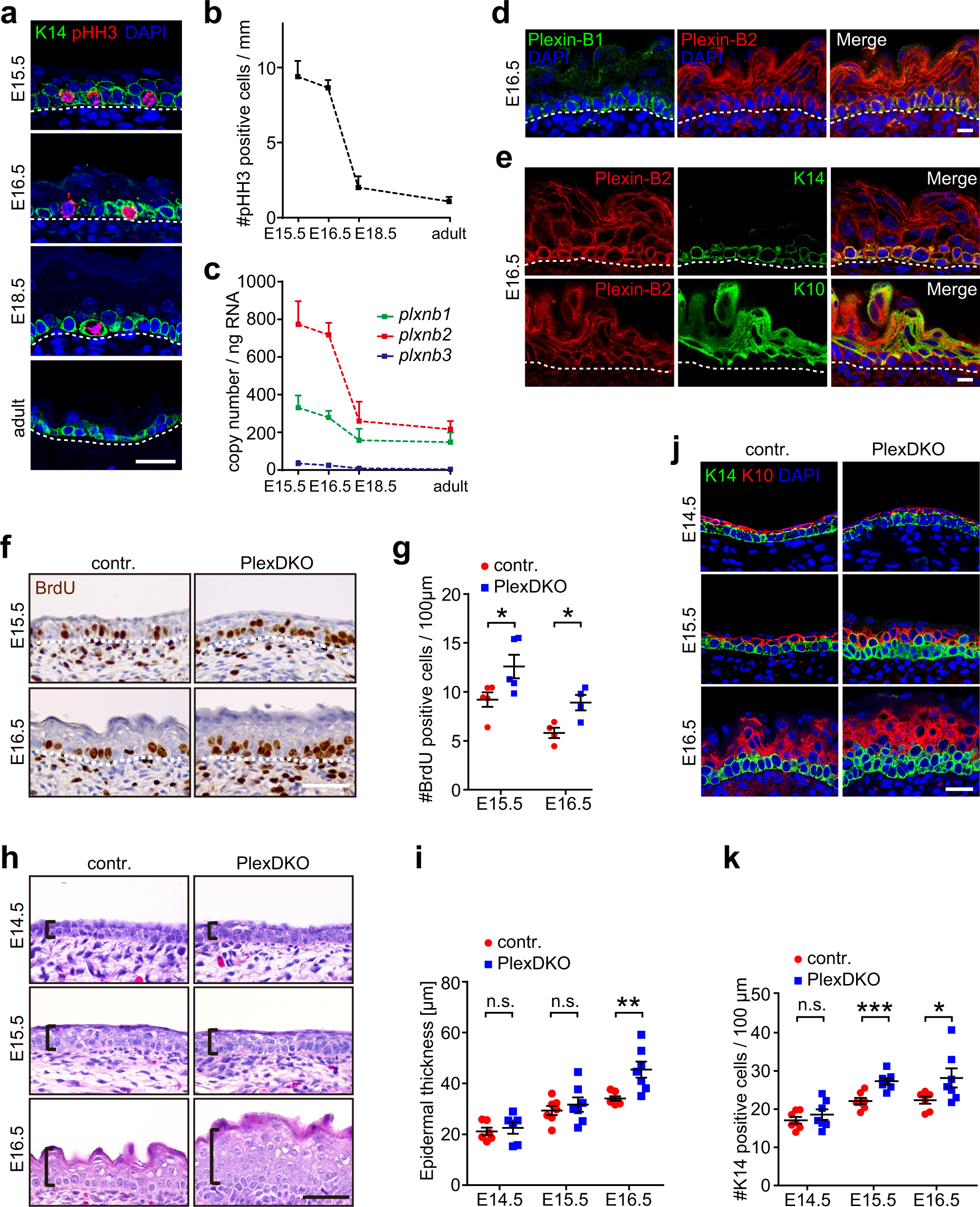 Mechanochemical Control Of Epidermal Stem Cell Divisions B Plexins Nature Munications