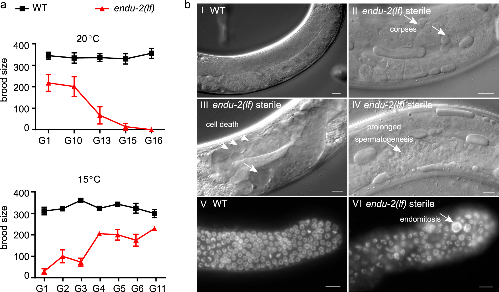 The secreted endoribonuclease ENDU-2 from the soma protects germline  immortality in C. elegans | Nature Communications
