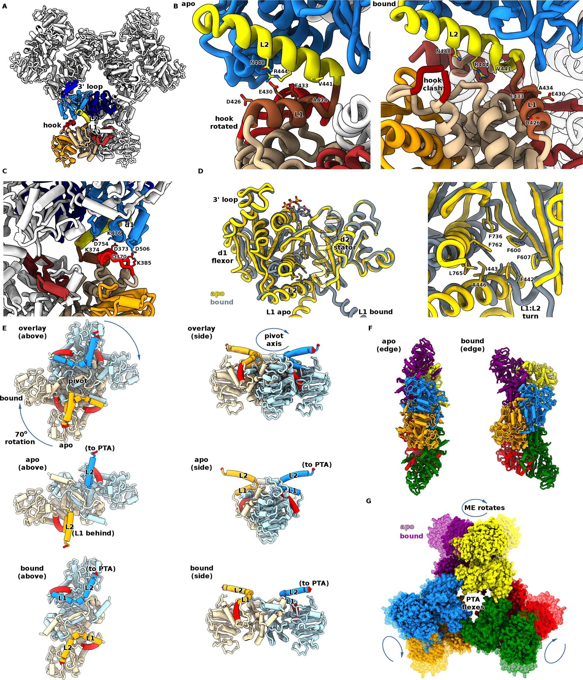 Fig. 6: Structure of full-length apo-MaeB reveals a large-scale rotation governs allostery.