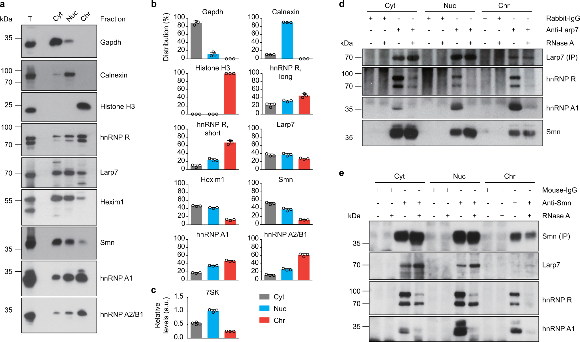 Fig. 4: Smn interacts with 7SK/hnRNP complexes in the nucleus and cytosol.