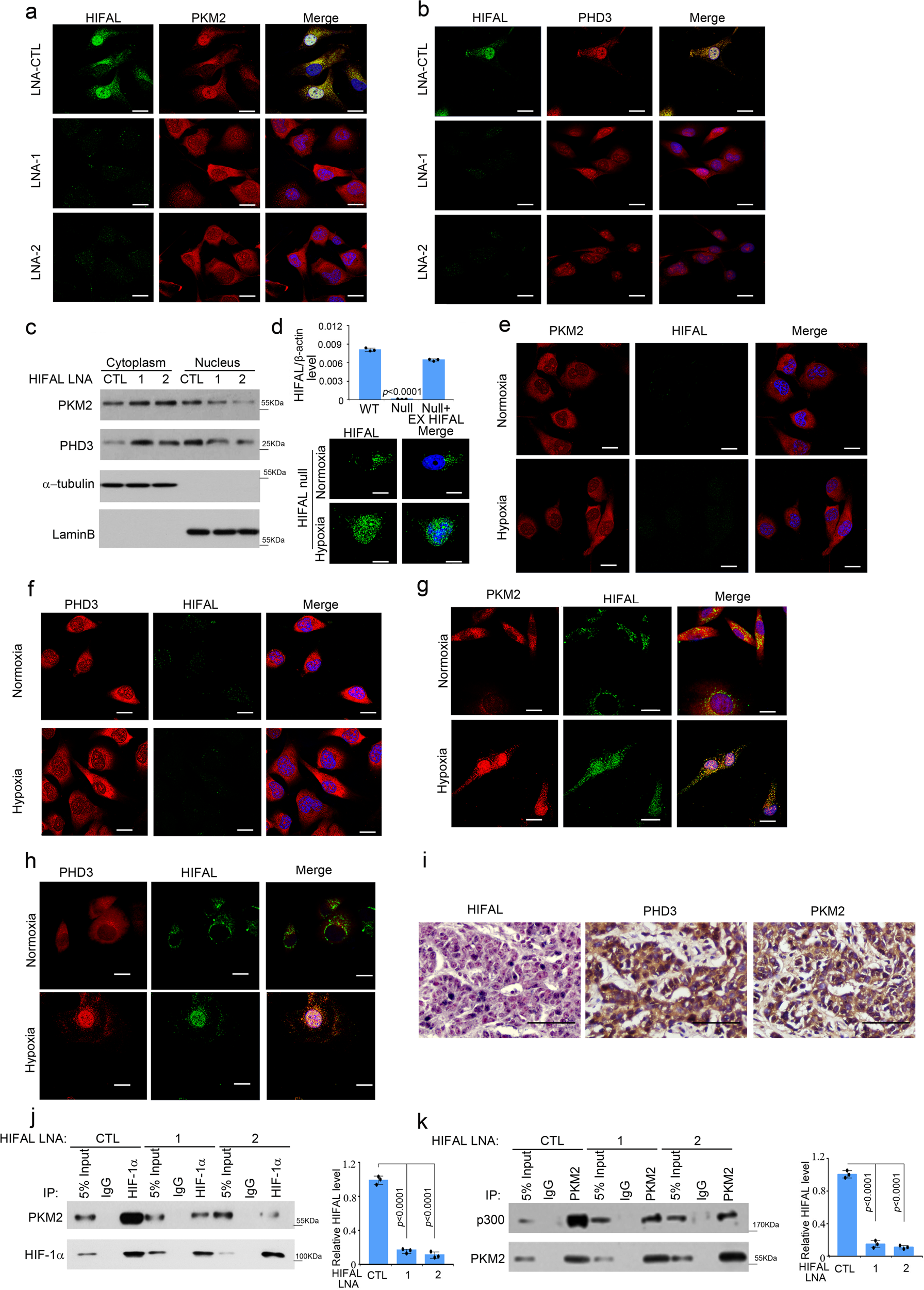 Fig. 3: HIFAL nuclear translocation upon hypoxia drives PKM2/PHD3 complex into the nucleus.