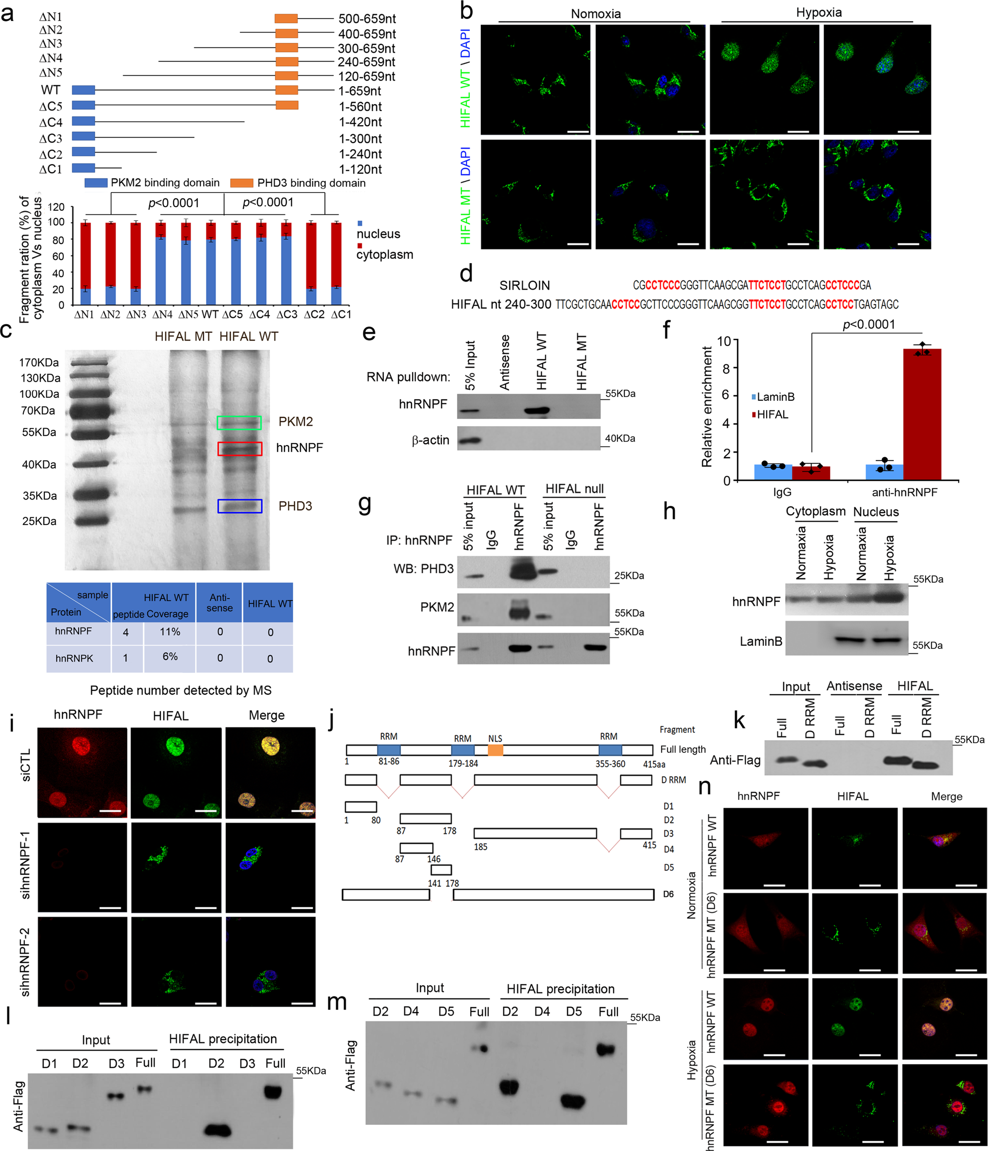 Fig. 4: HIFAL translocates into the nucleus via binding with hnRNPF.
