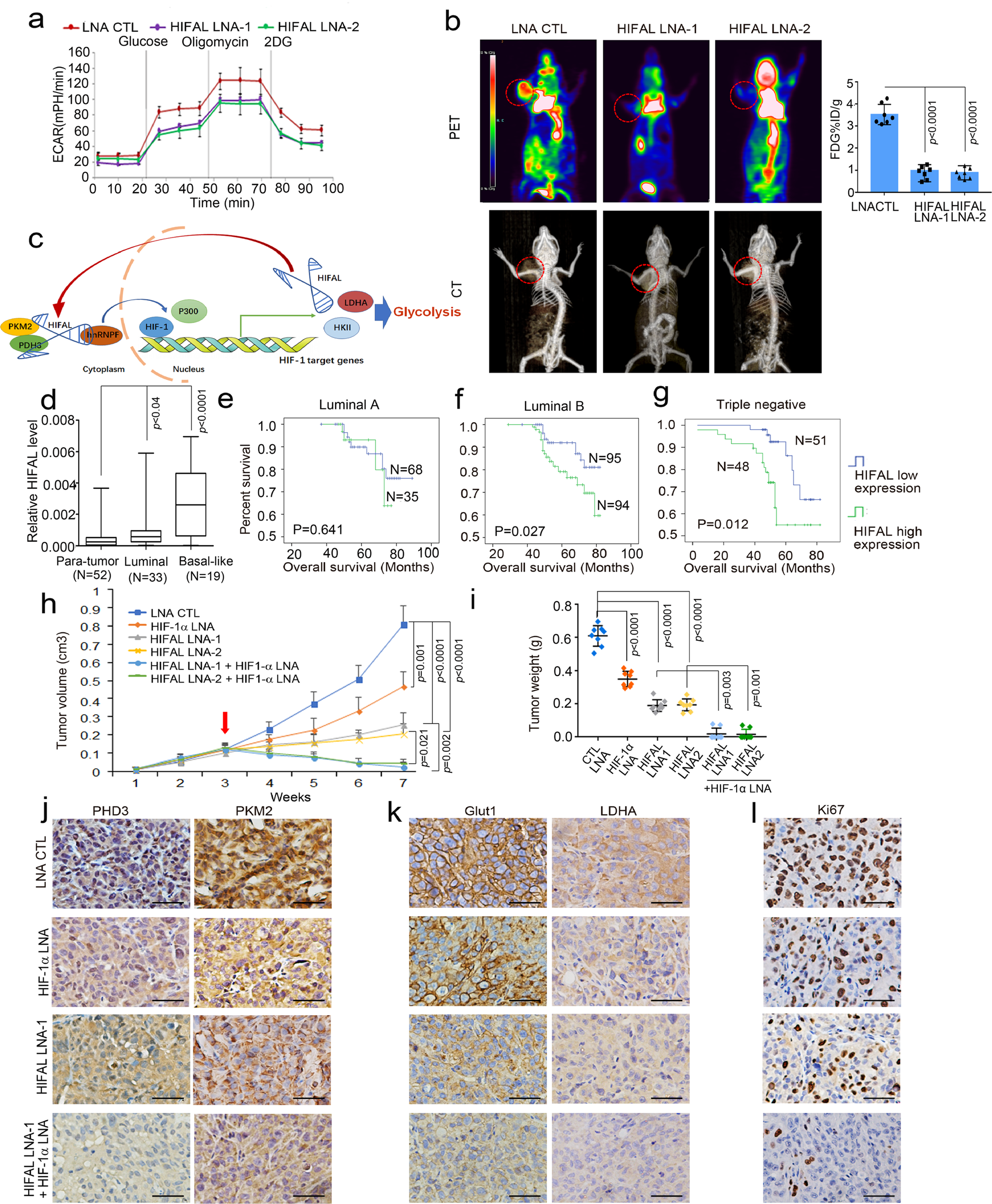 Fig. 7: HIFAL is essential for HIF-1α dependent glycolysis and knockdown of HIFAL and HIF-1α synergistically reduces tumor growth in vivo.