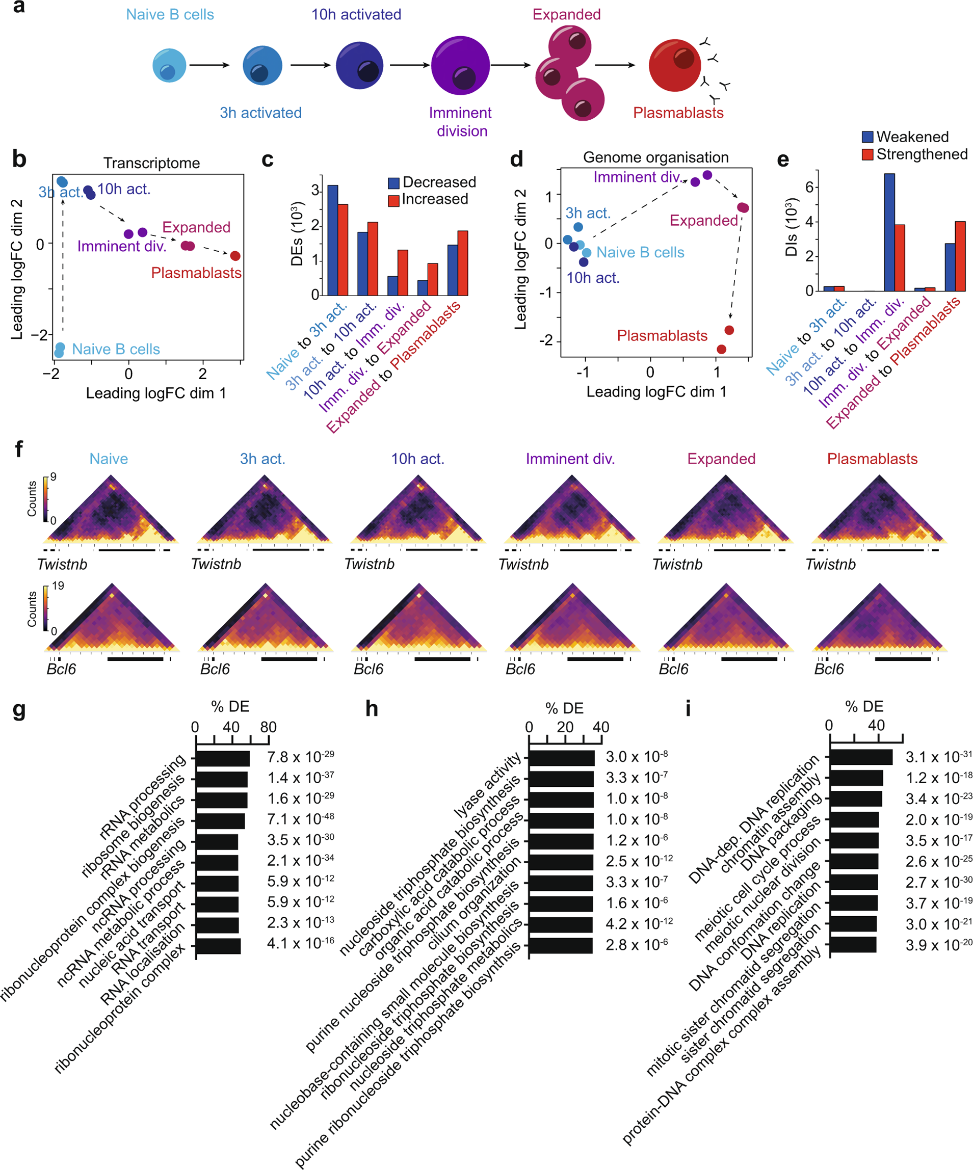 Pre Mitotic Genome Re Organisation Bookends The B Cell Differentiation Process Nature Communications