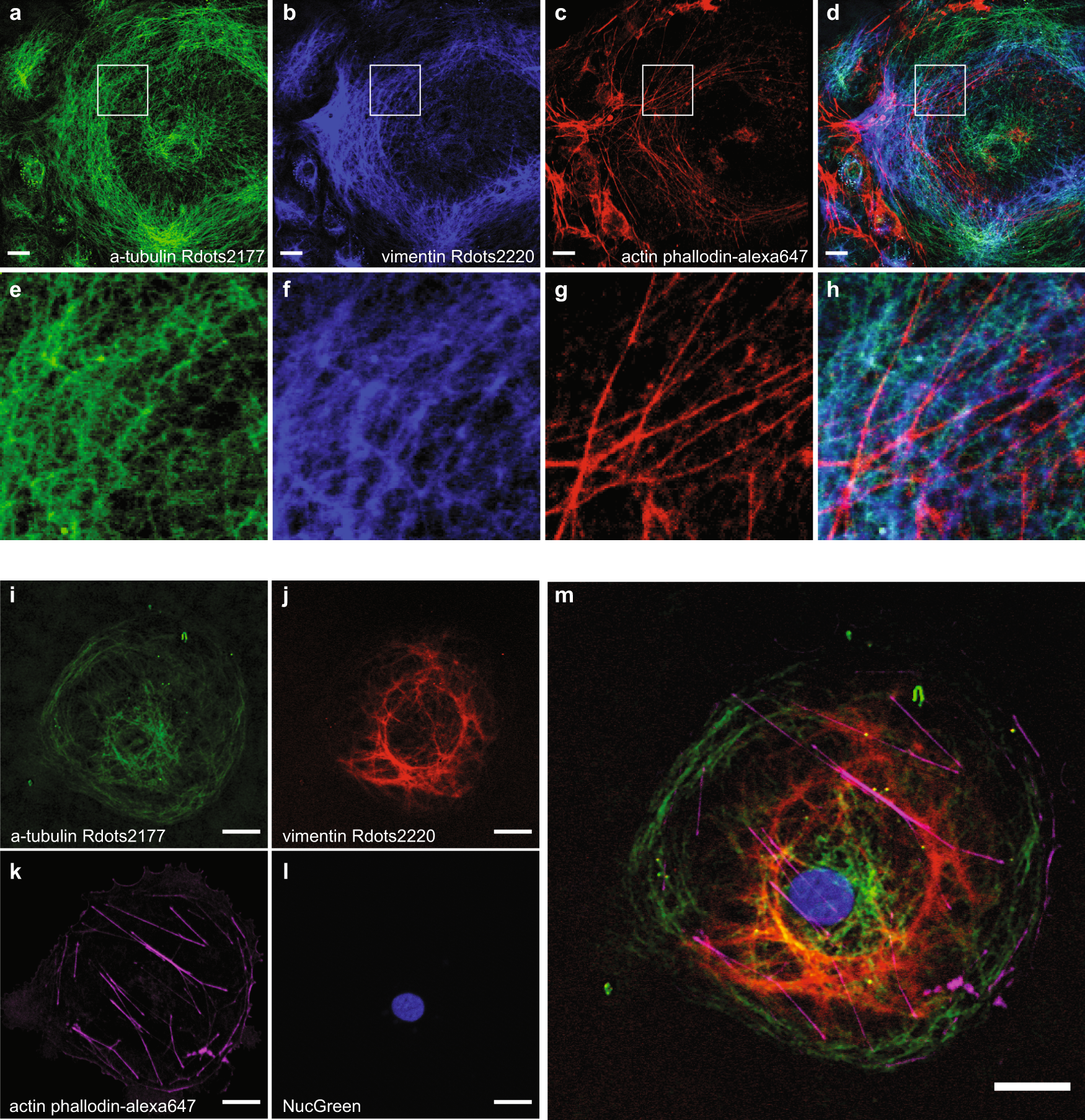 Fig. 5: Multiplexed imaging with Rdots and fluorescence.