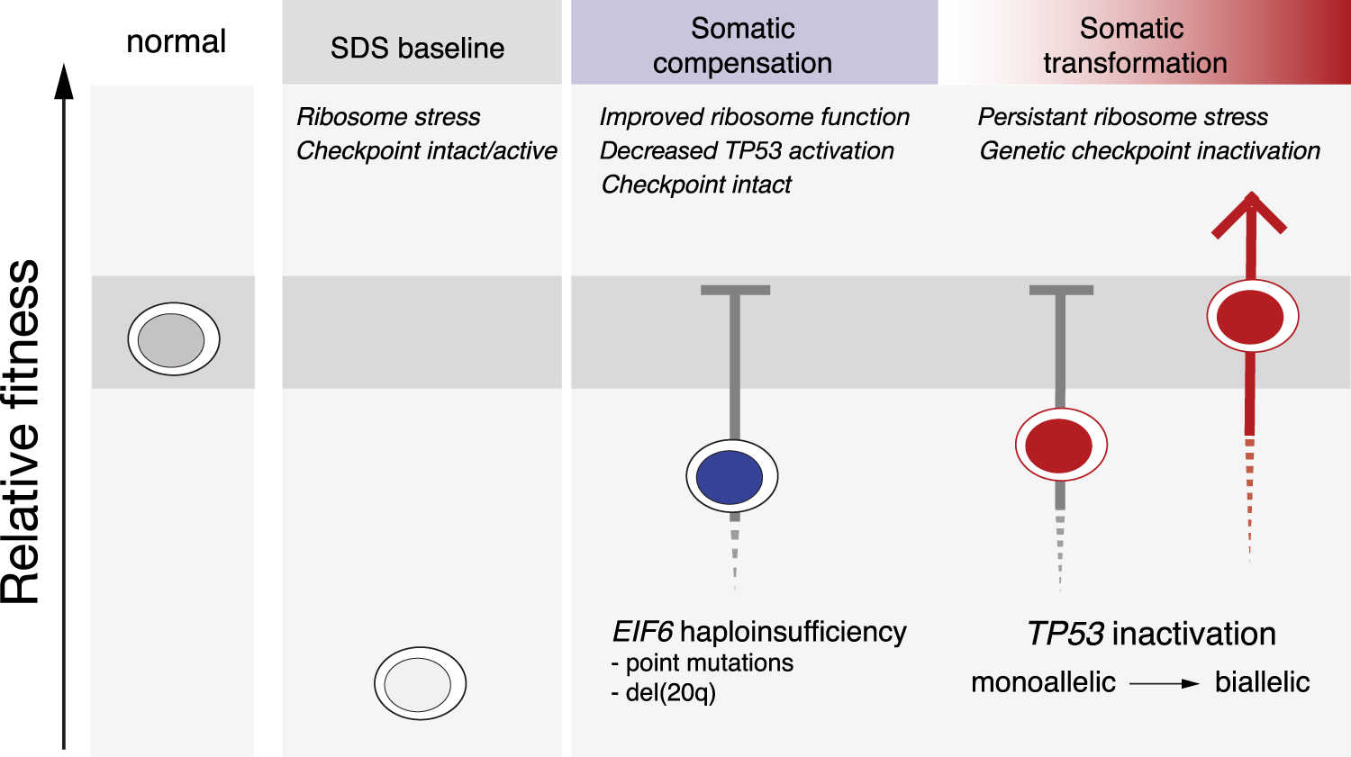 Fig. 7: TP53 and EIF6 mutations define distinct pathways of somatic clonal progression and distinguish leukemia predisposition in SDS.