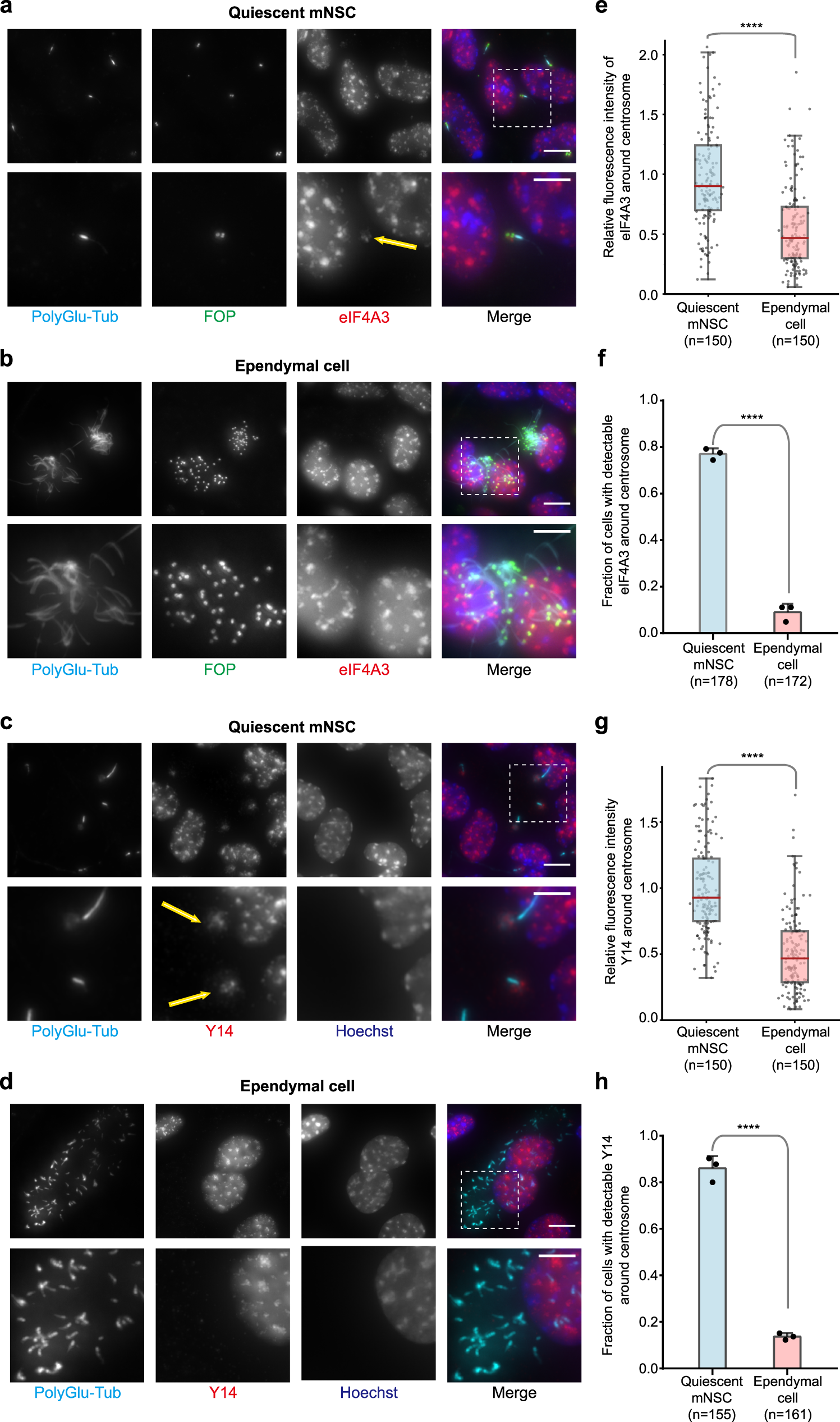 Fig. 1: EJC core components, eIF4A3 and Y14, strongly localize around centrosomes in quiescent mNSC, but not in differentiated ependymal cells.