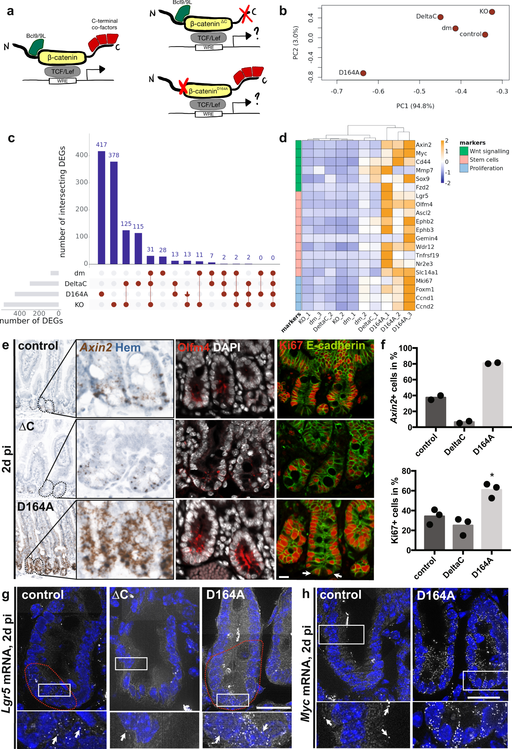 Differential regulation of β-catenin-mediated transcription via N- and C-terminal  co-factors governs identity of murine intestinal epithelial stem cells |  Nature Communications