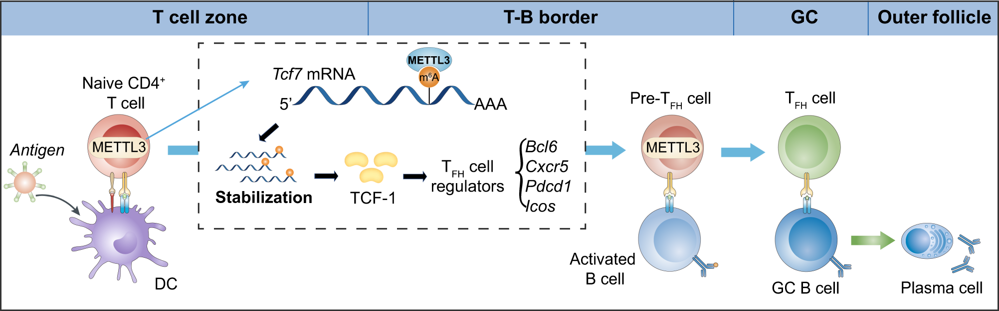 Fig. 8: Proposed model for m6A modification in promoting TFH differentiation.