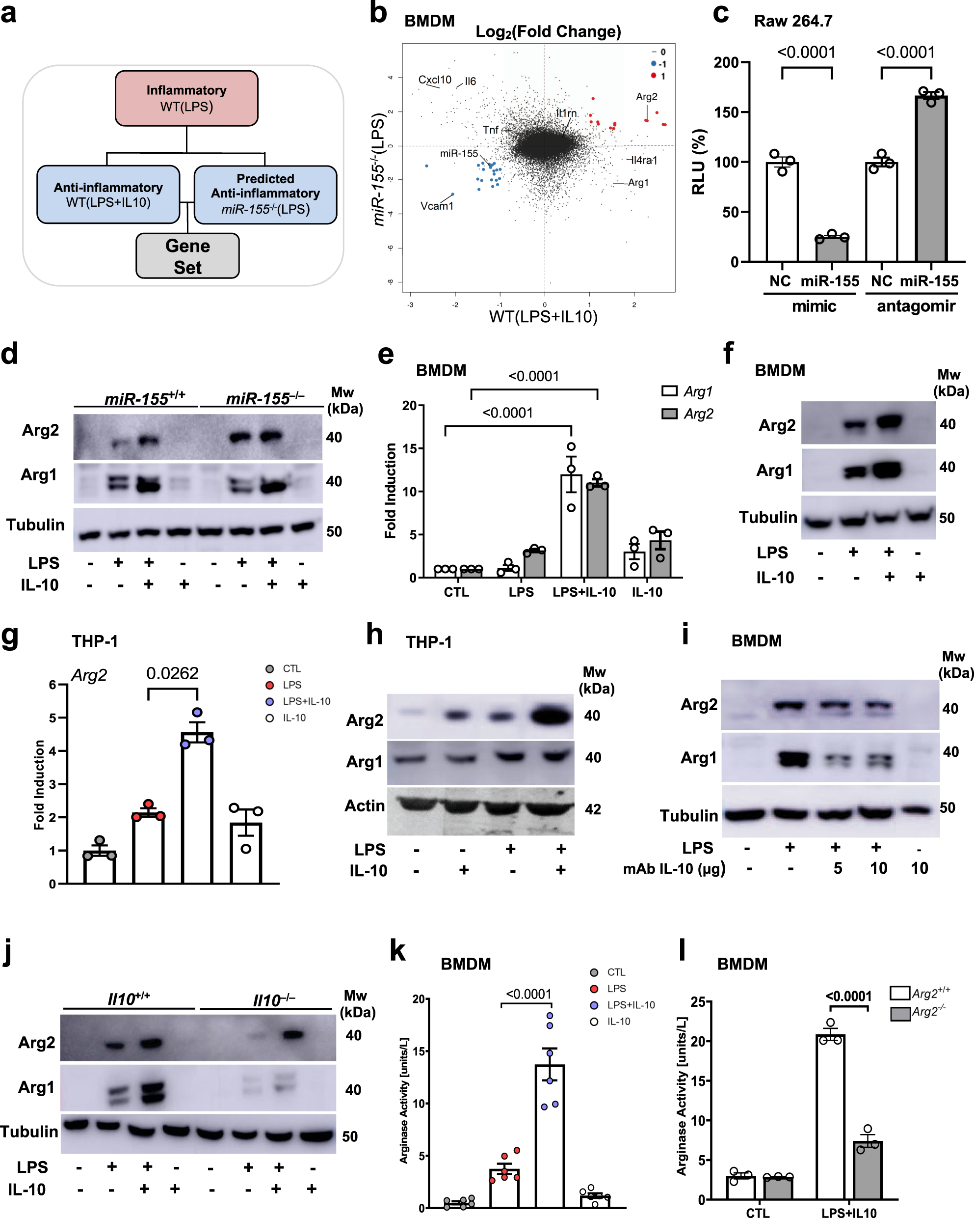 Mitochondrial arginase-2 is essential for IL-10 metabolic reprogramming of  inflammatory macrophages | Nature Communications