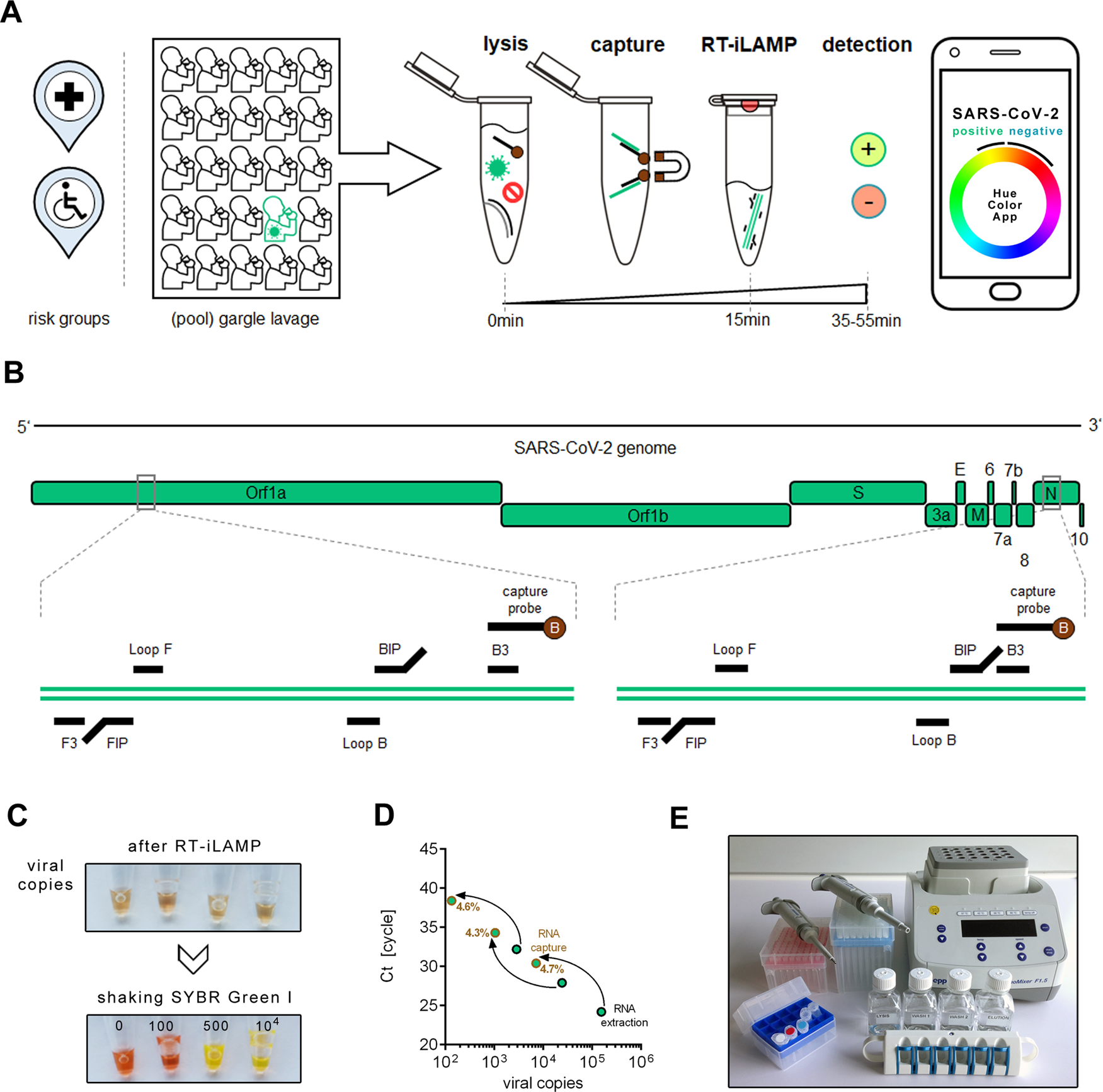 Point-of-care bulk testing for SARS-CoV-2 by combining hybridization  capture with improved colorimetric LAMP | Nature Communications