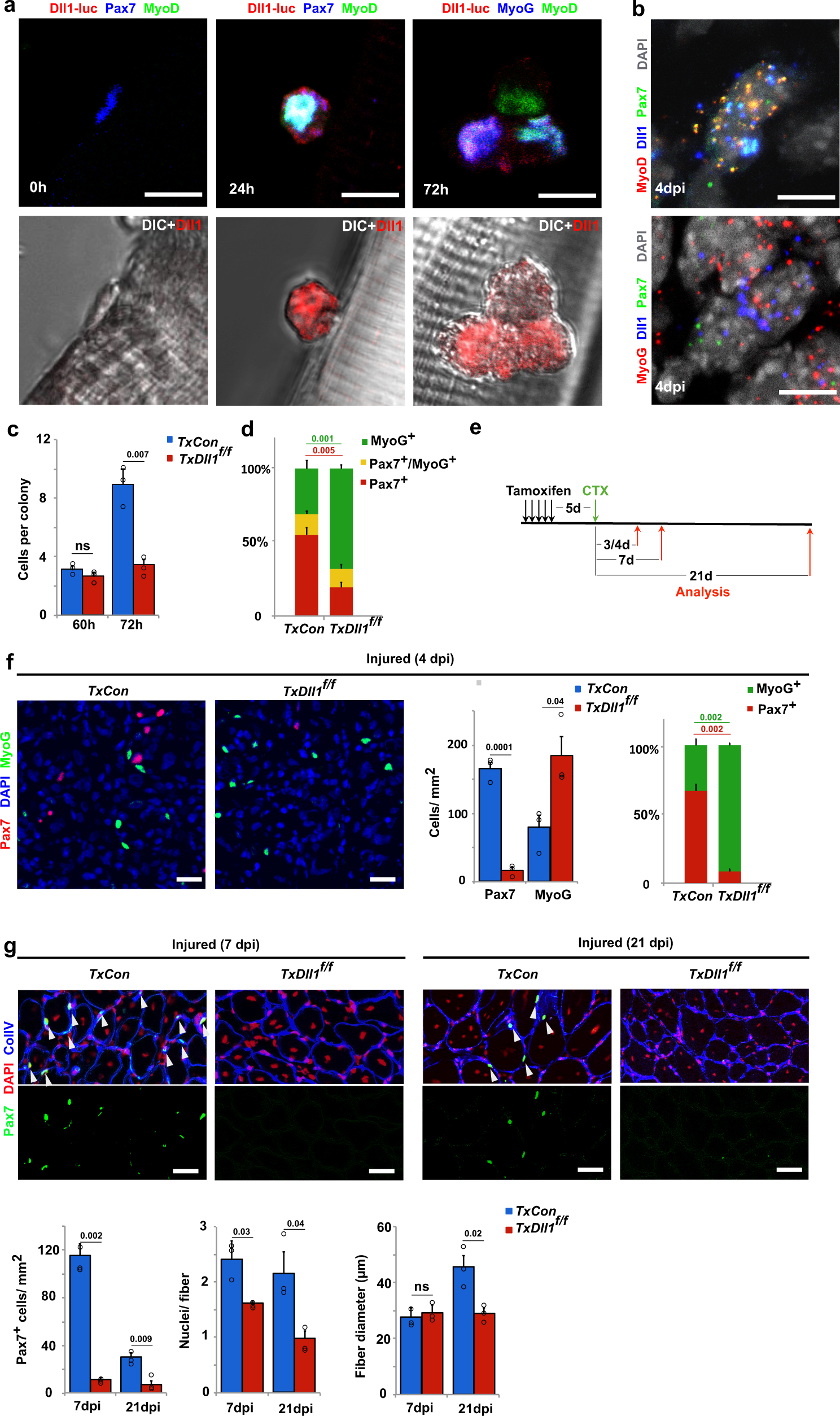 Oscillations Of Delta Like1 Regulate The Balance Between Differentiation And Maintenance Of Muscle Stem Cells Nature Communications