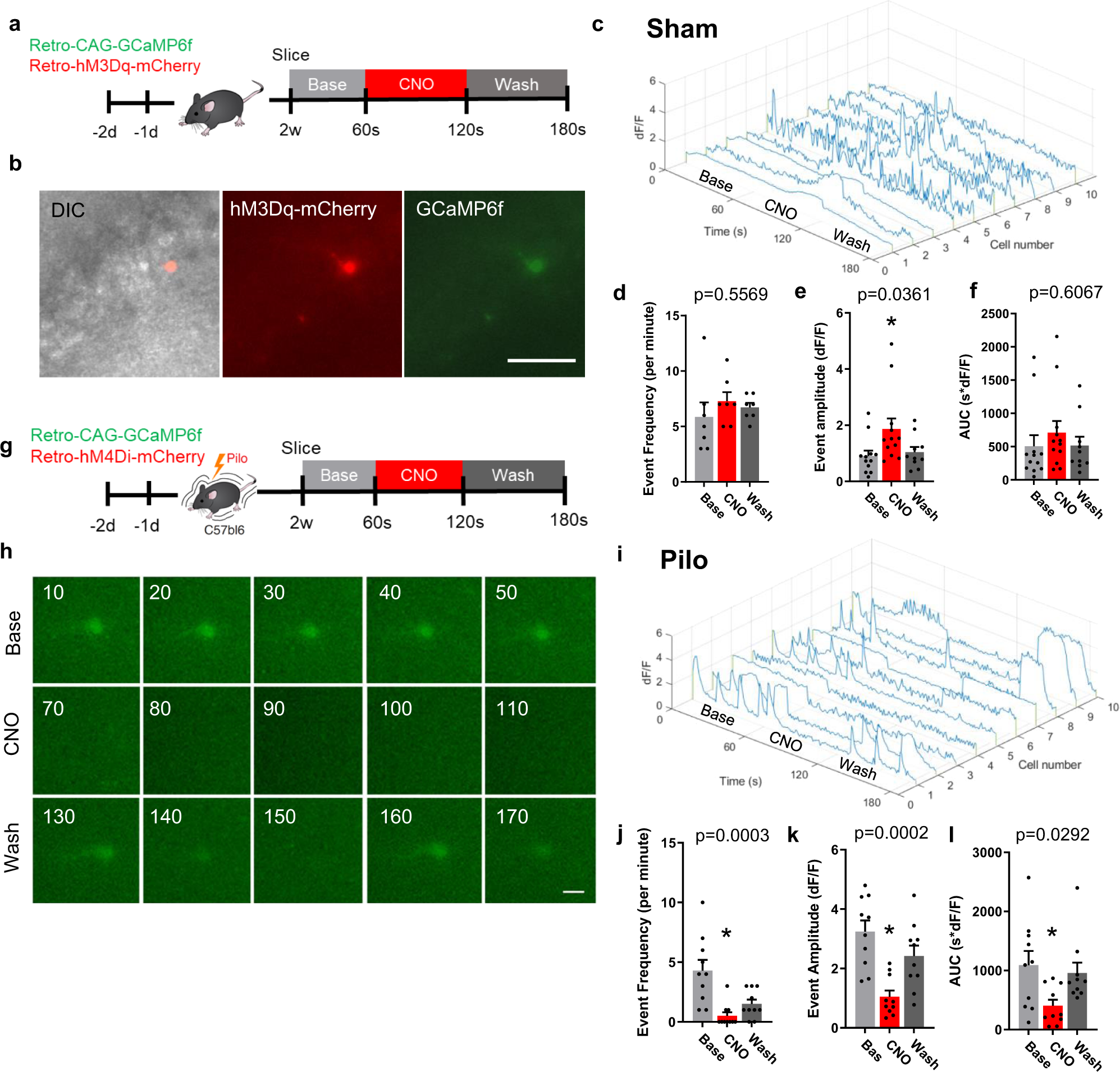 Fig. 6: DREADDs modulate intracellular calcium of immature adult-born granule cells.