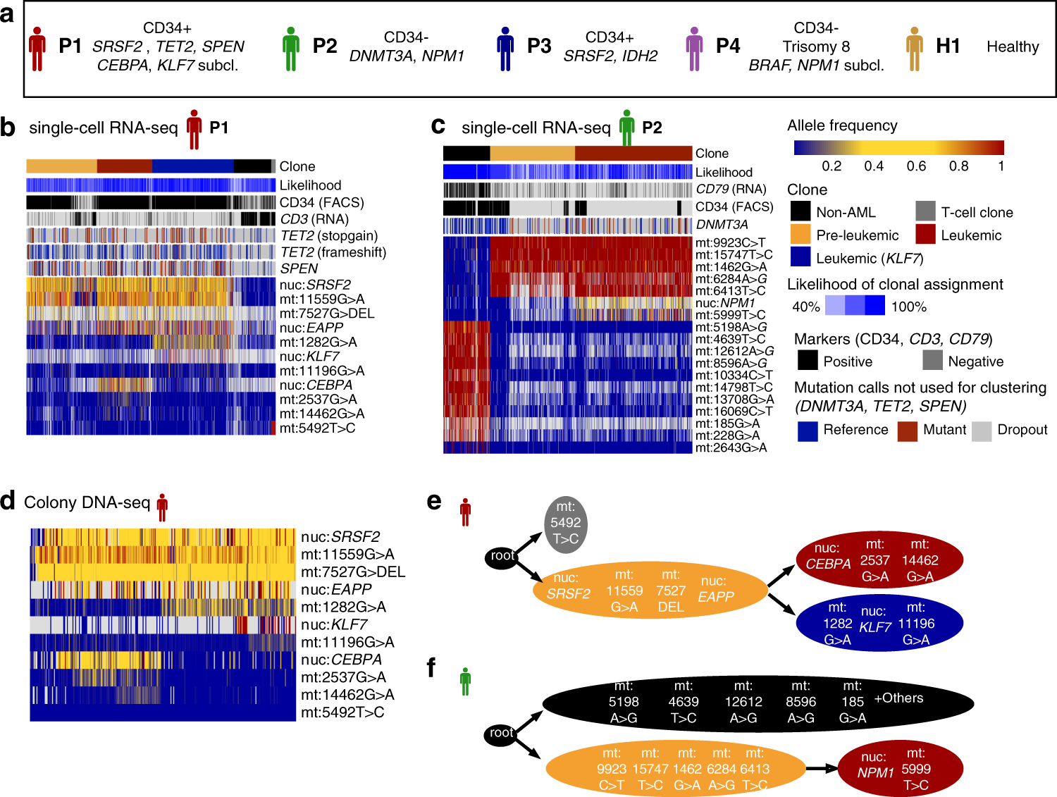 Fig. 2: Mitochondrial mutations serve as high-confidence clonal markers in AML.