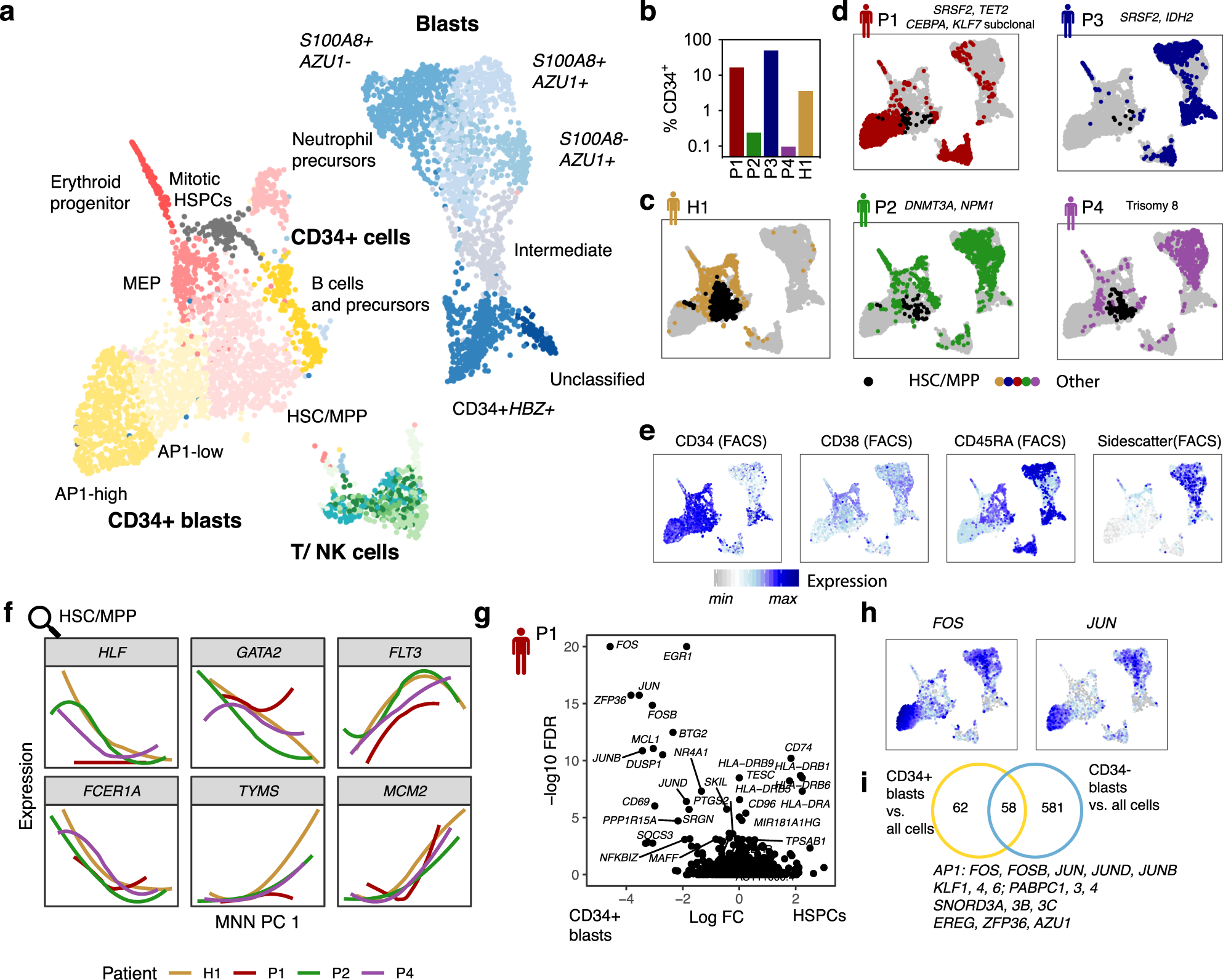 Fig. 3: An overview of cell types observed in bone marrow of healthy and leukemic individuals.