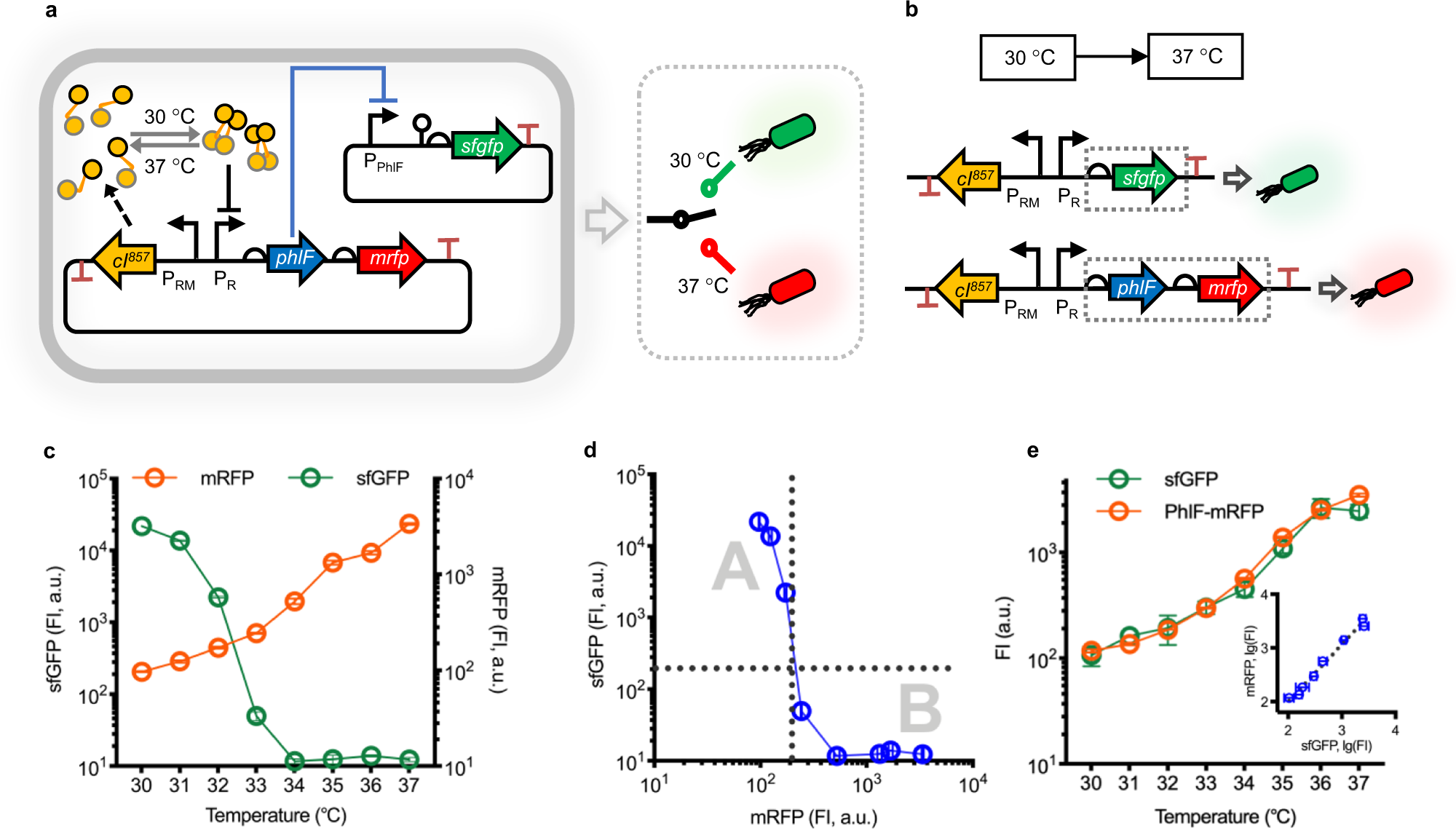 Reversible Thermal Regulation For Bifunctional Dynamic Control Of Gene Expression In Escherichia Coli Nature Communications