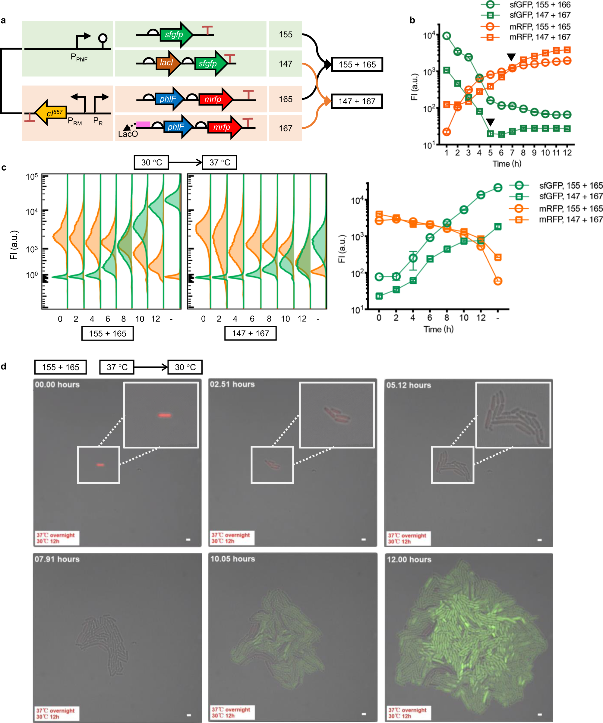 Fig. 2: Switch-testing of bifunctional on- and off-responses.