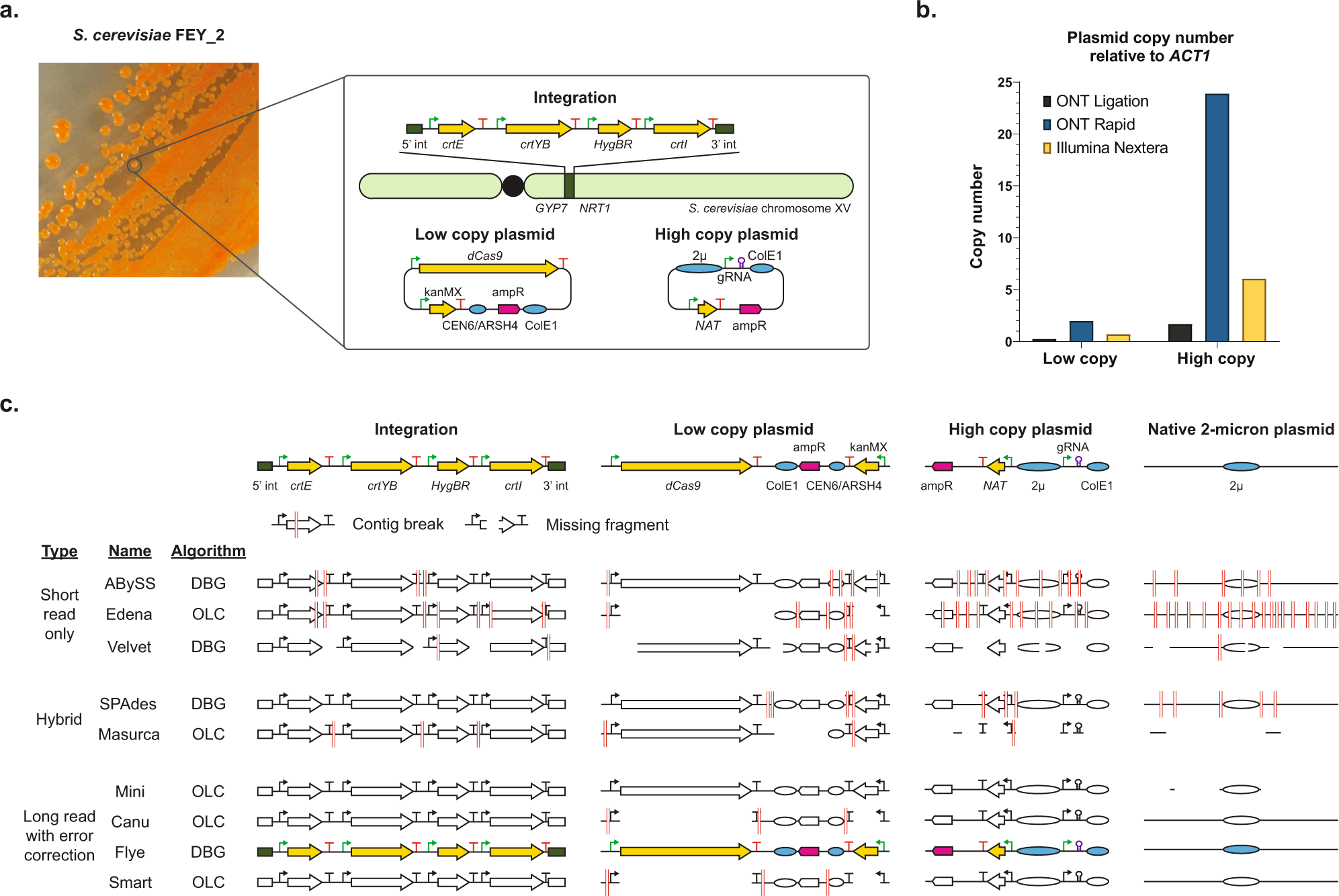 Engineered yeast genomes accurately assembled from pure and mixed samples |  Nature Communications