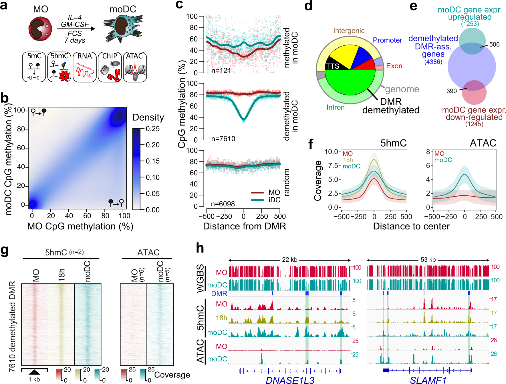 The epigenetic pioneer EGR2 initiates DNA demethylation in differentiating  monocytes at both stable and transient binding sites | Nature Communications