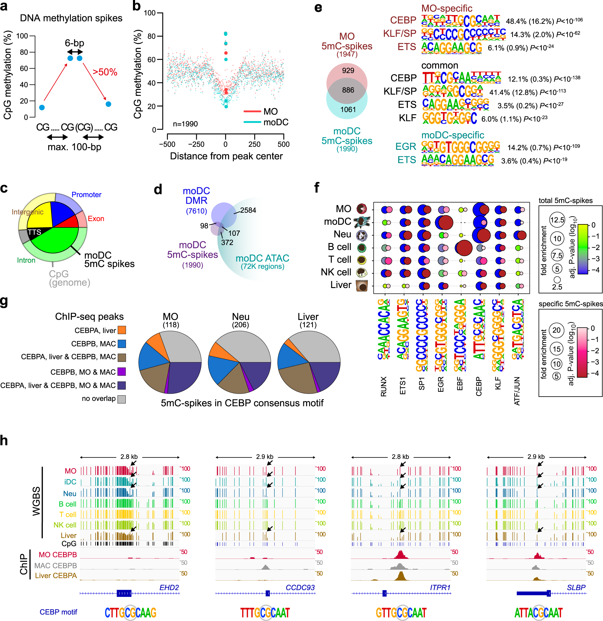 Fig. 7: DNA methylation-spikes are cell-type-specific and enriched for TF motifs.