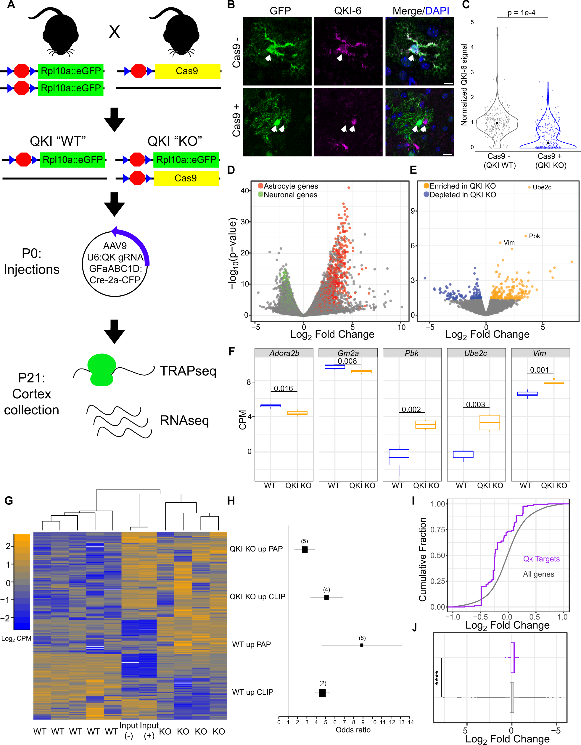 Fig. 4: CRISPR-TRAPseq-mediated QKI deletion in maturing astrocytes alters target transcripts.