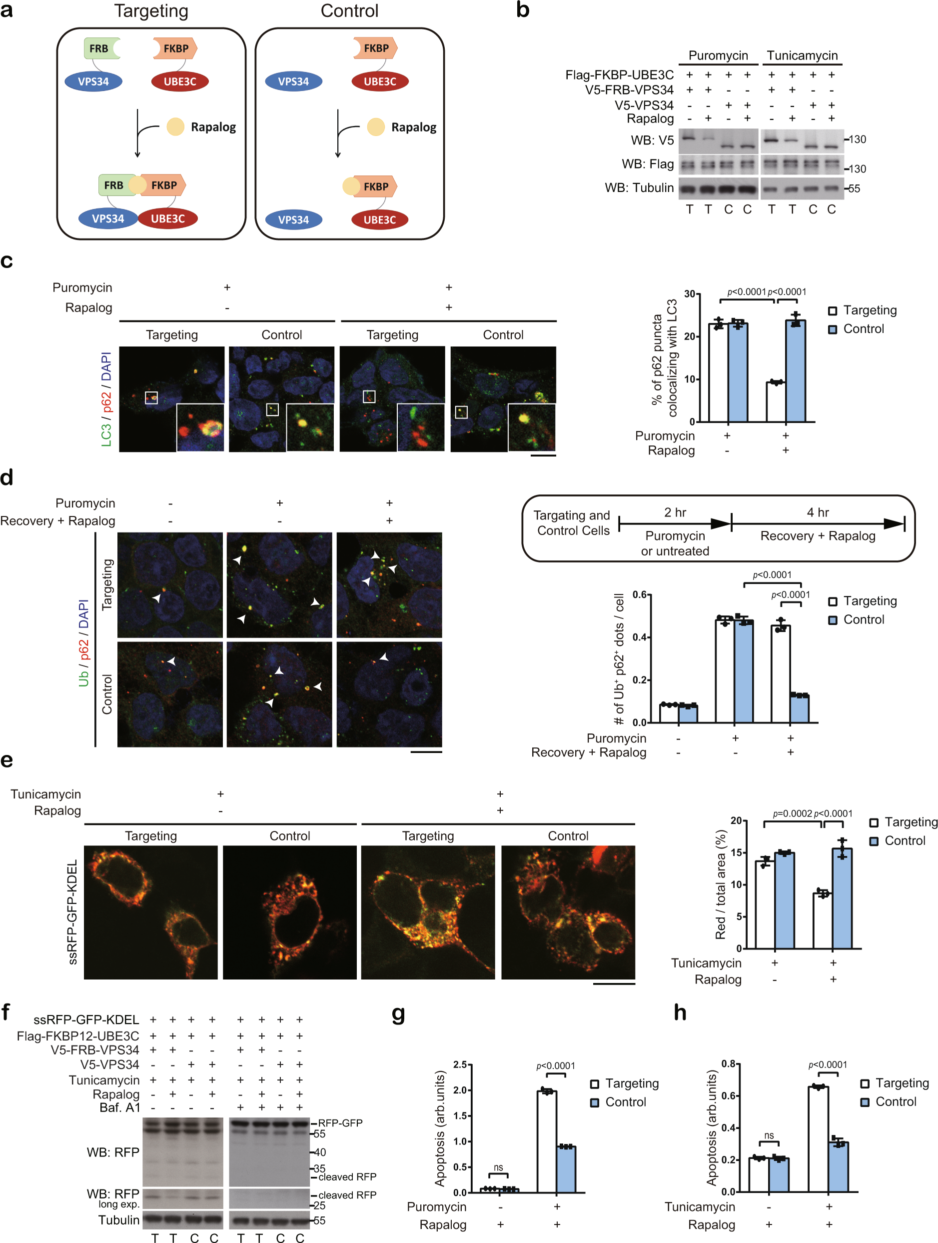 Fig. 6: Enforced binding of UBE3C to VPS34 under ER or proteotoxic stress compromises proteostasis and ER quality control.