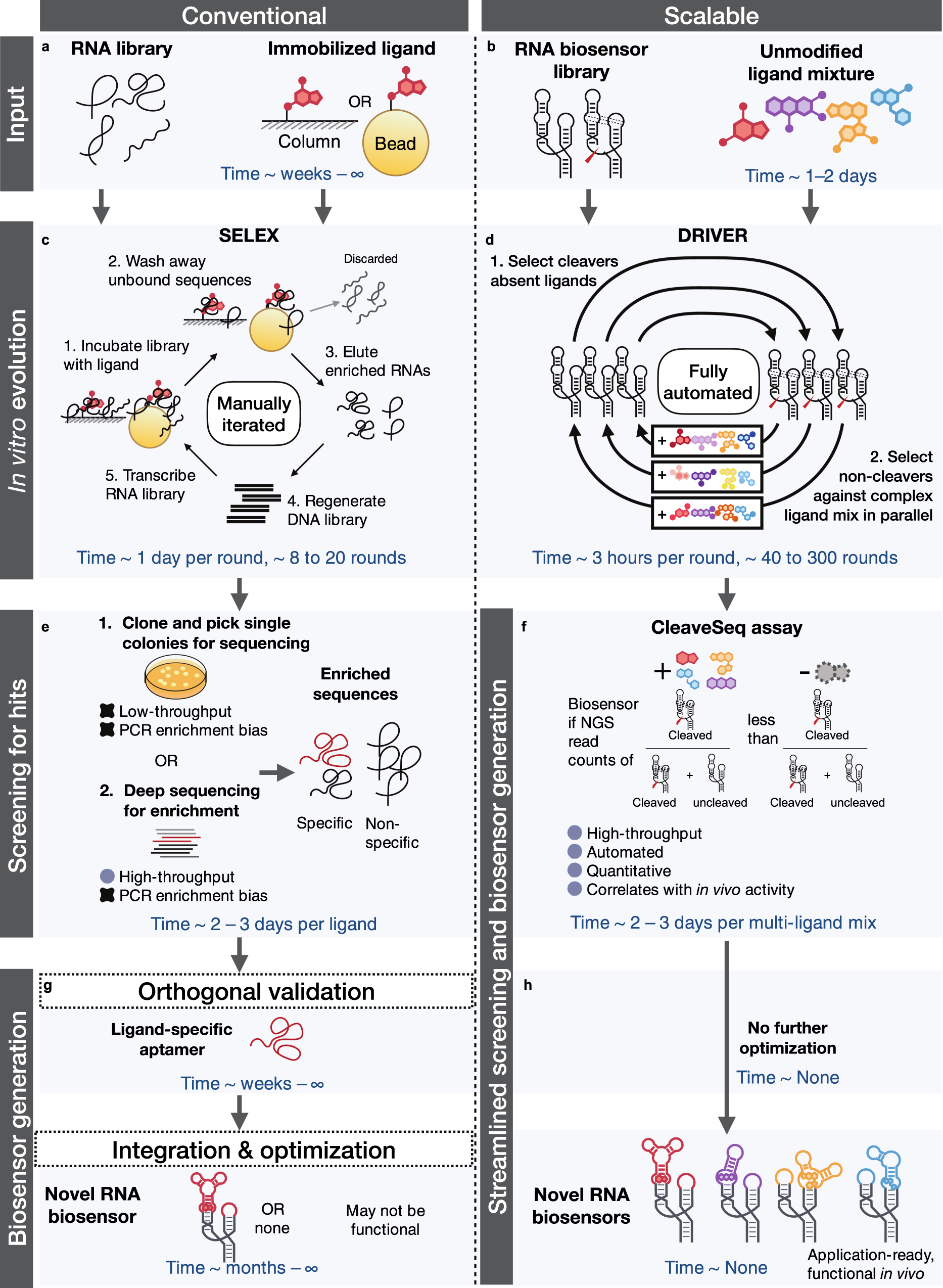 A multiplexed, automated evolution pipeline enables scalable discovery and  characterization of biosensors | Nature Communications