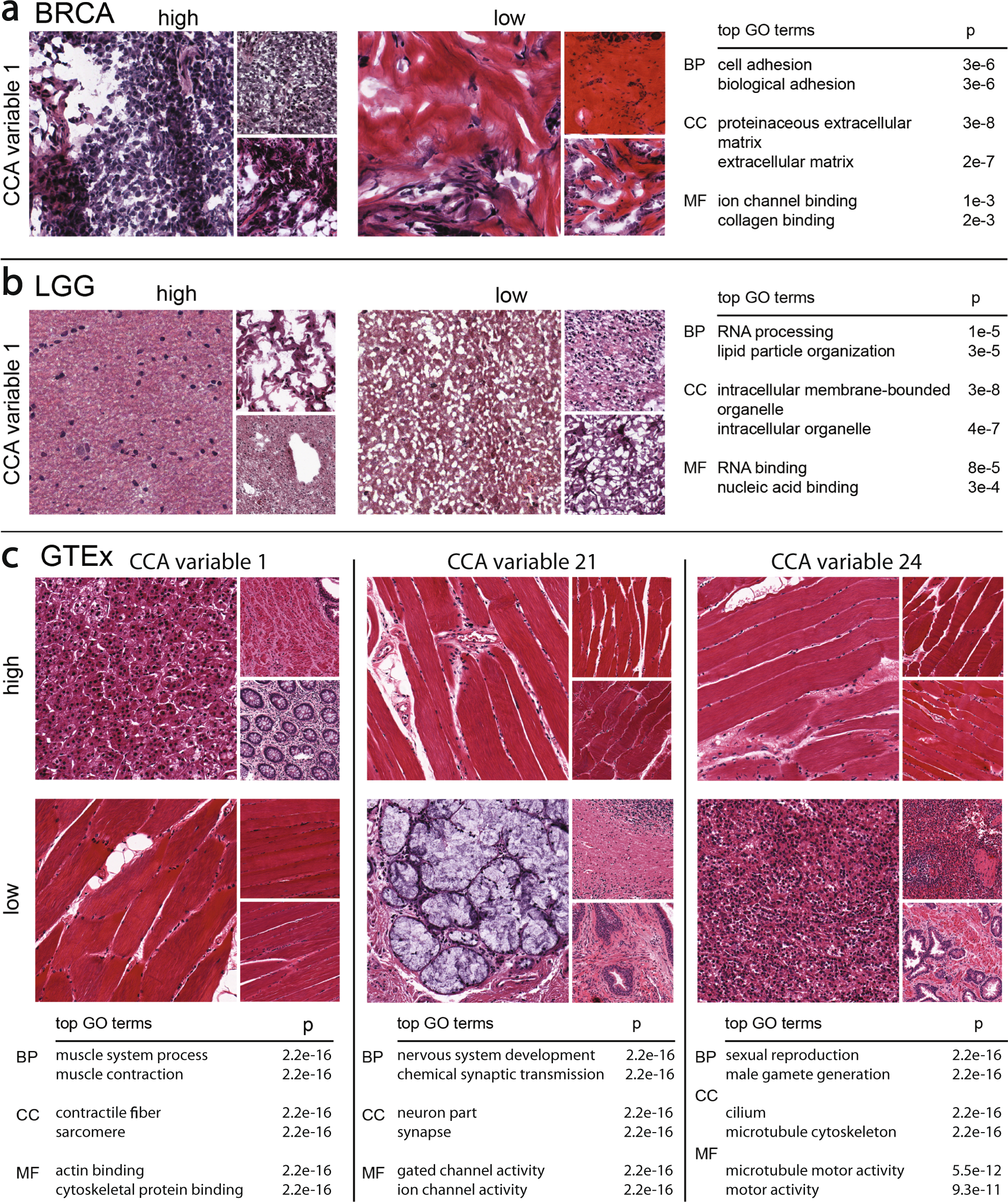 Fig. 2: Results using ImageCCA for three different data sets.