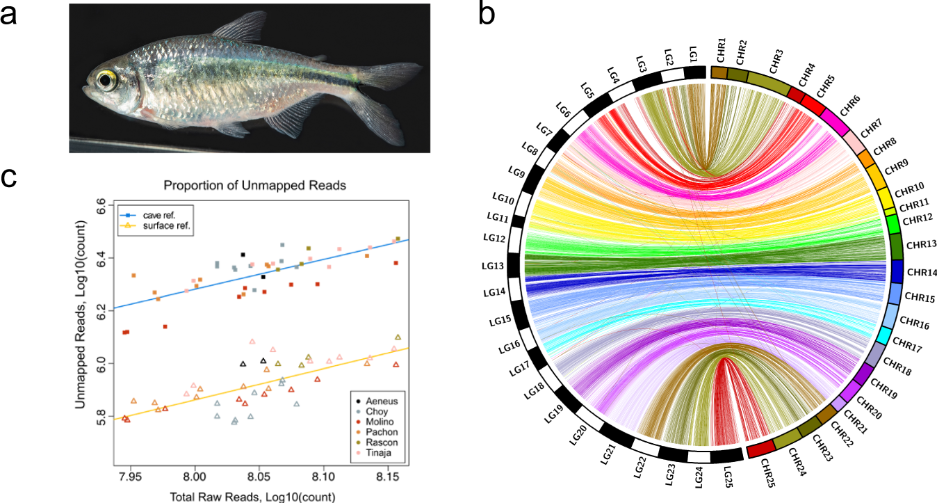 A chromosome-level genome of Astyanax mexicanus surface fish for Throughout Population Ecology Graph Worksheet