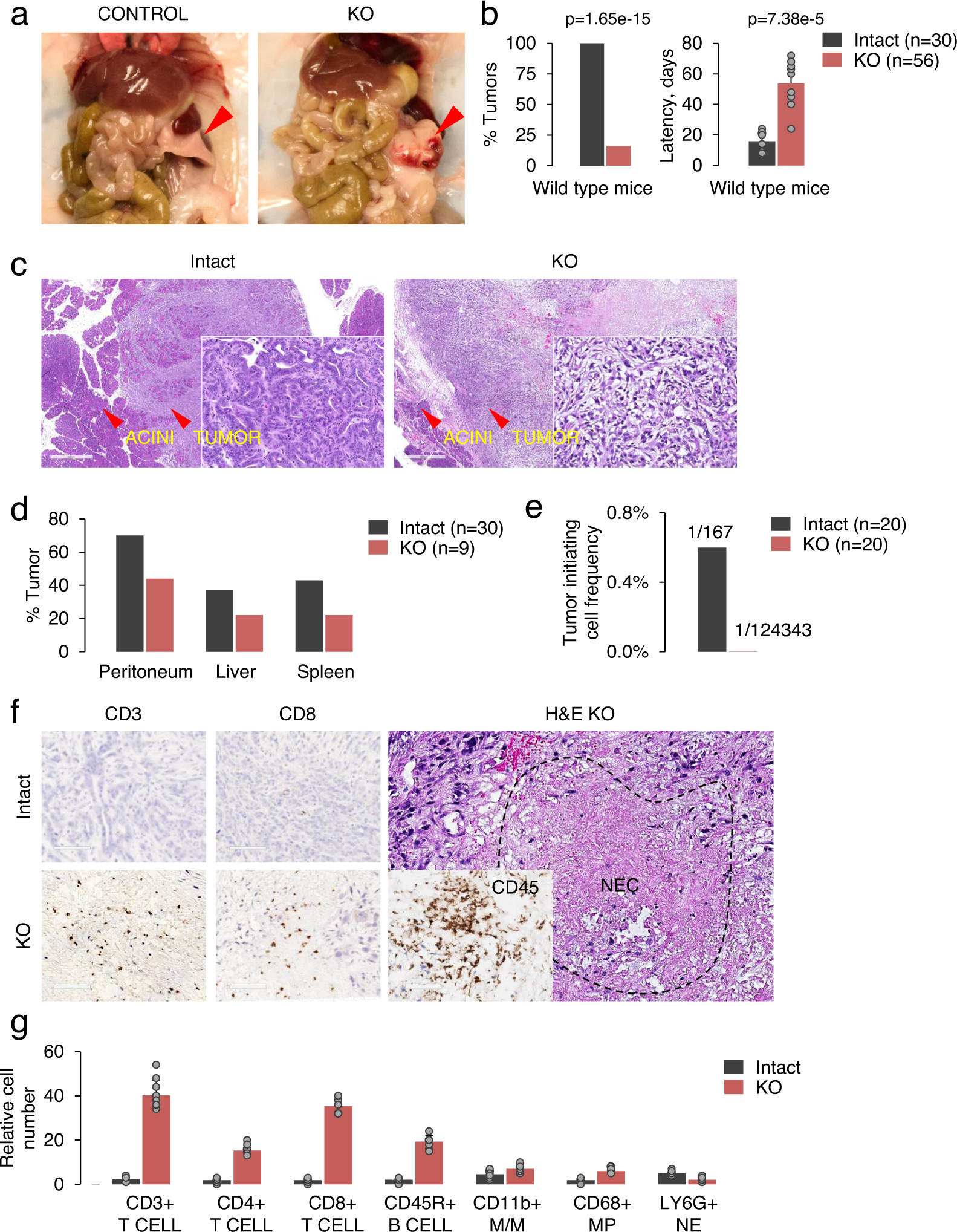 Fig. 2: KRAS KO tumors fail to evade host immune system.