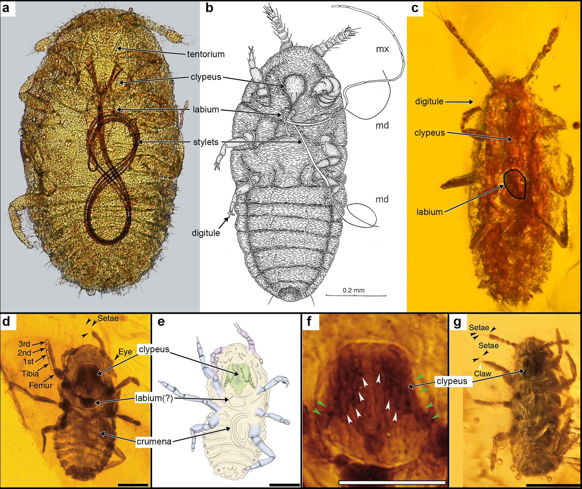 Insects with 100 million-year-old dinosaur feathers are not ectoparasites |  Nature Communications