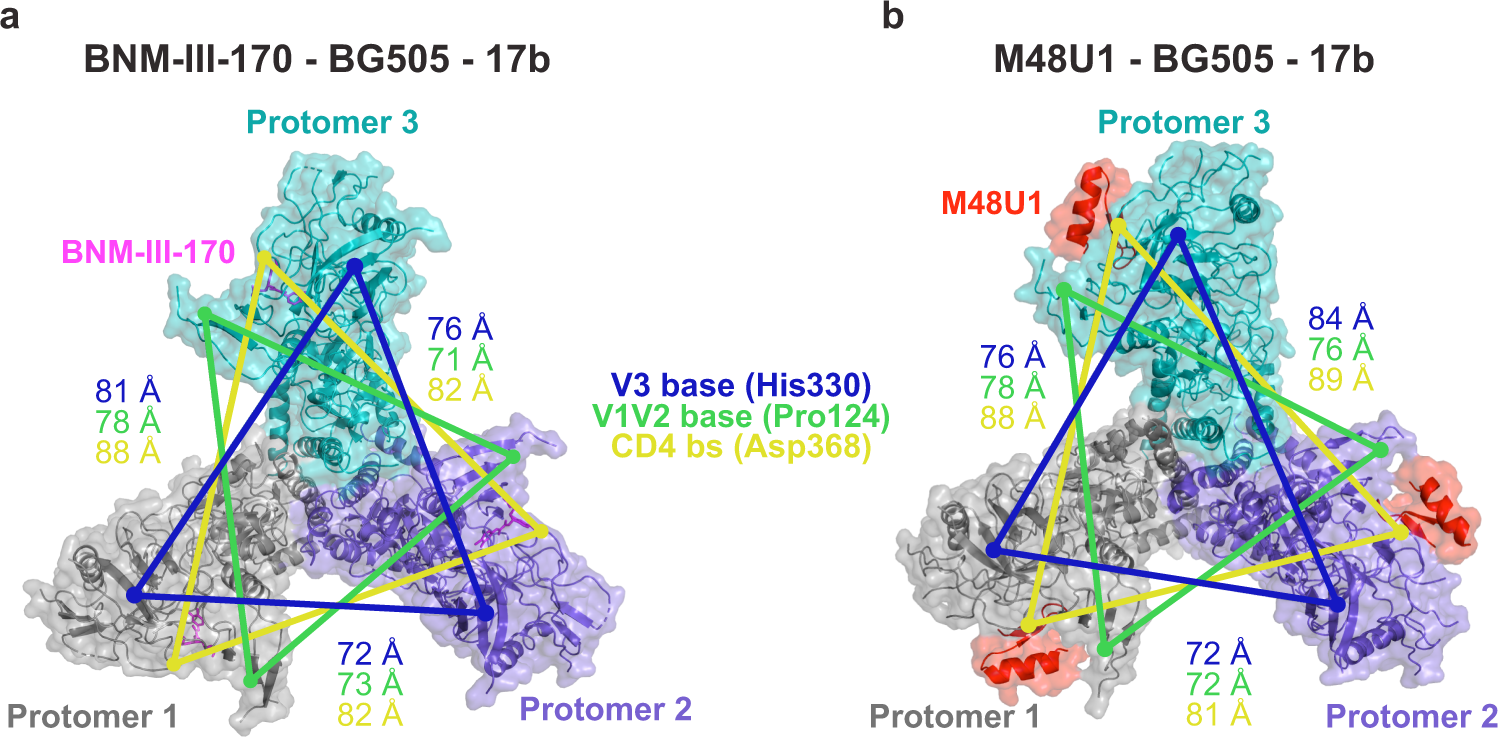 Fig. 3: BNM-III-170-bound and M48U1-bound Env inter-protomer dimensions match those of open CD4-bound Env.