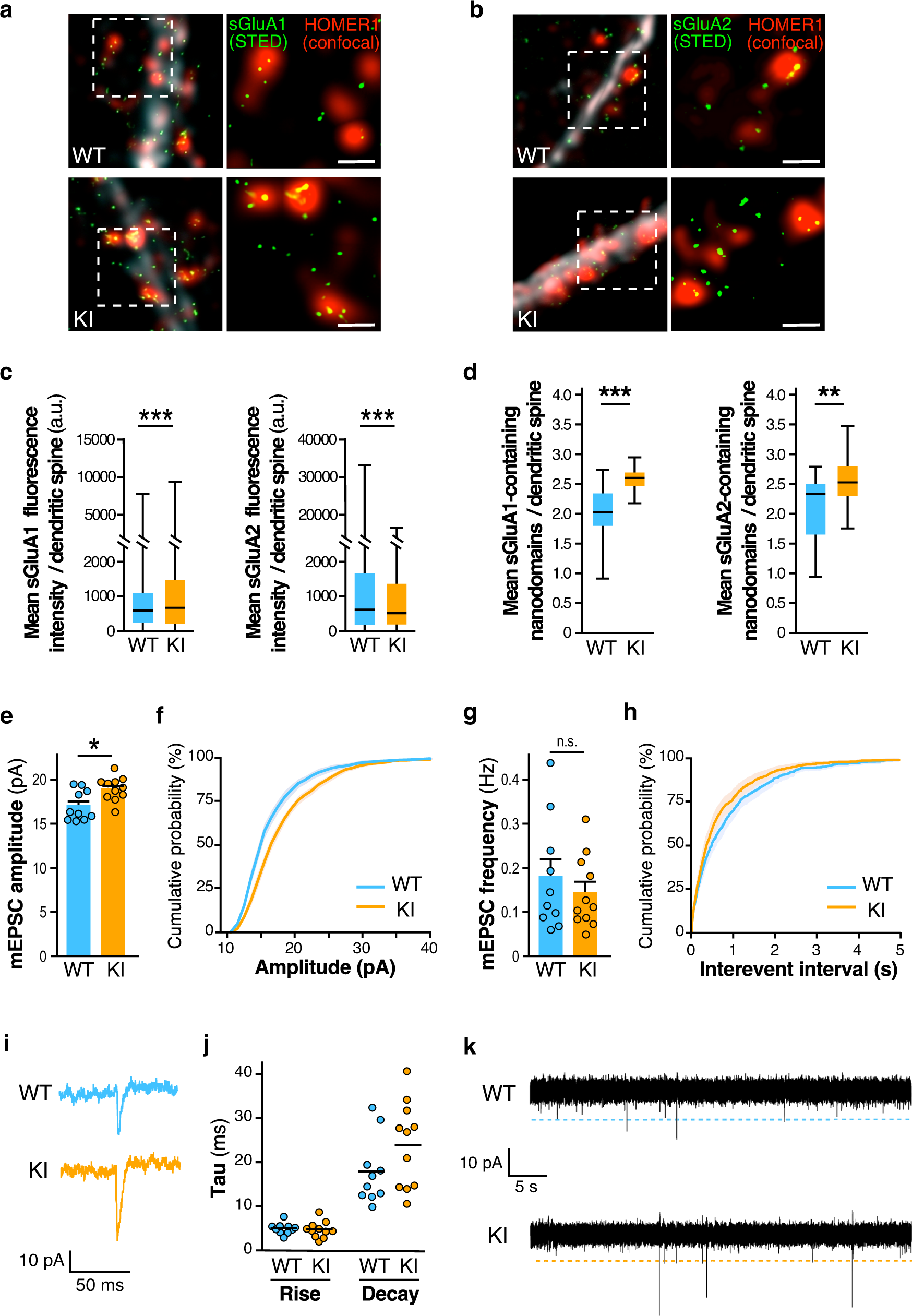 Fig. 4: Increased synaptic surface expression of AMPAR and basal excitatory transmission in hippocampal Fmr1R138Q neurons.