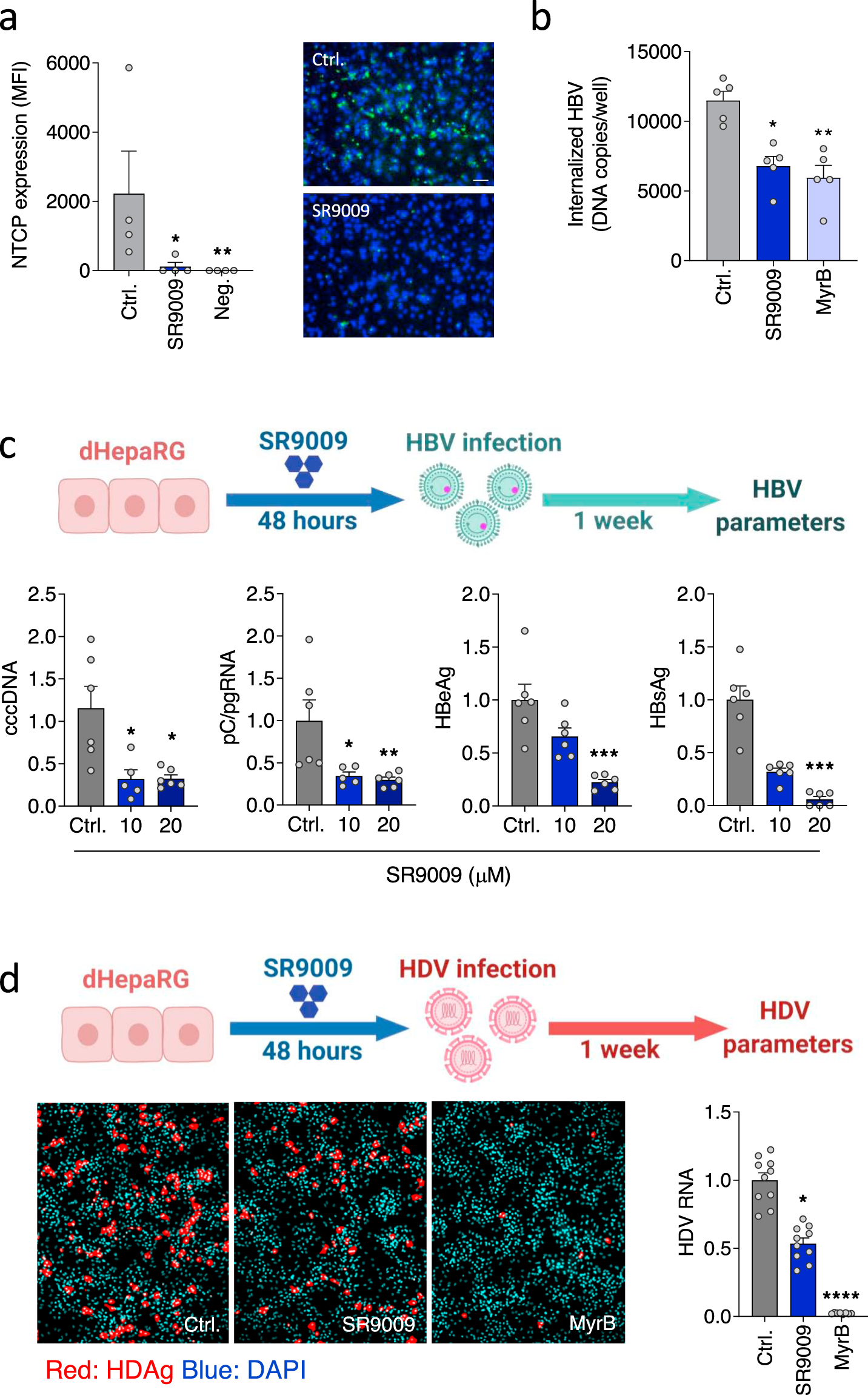 Fig. 3: Pharmacological activation of REV-ERB inhibits HBV and HDV infection.