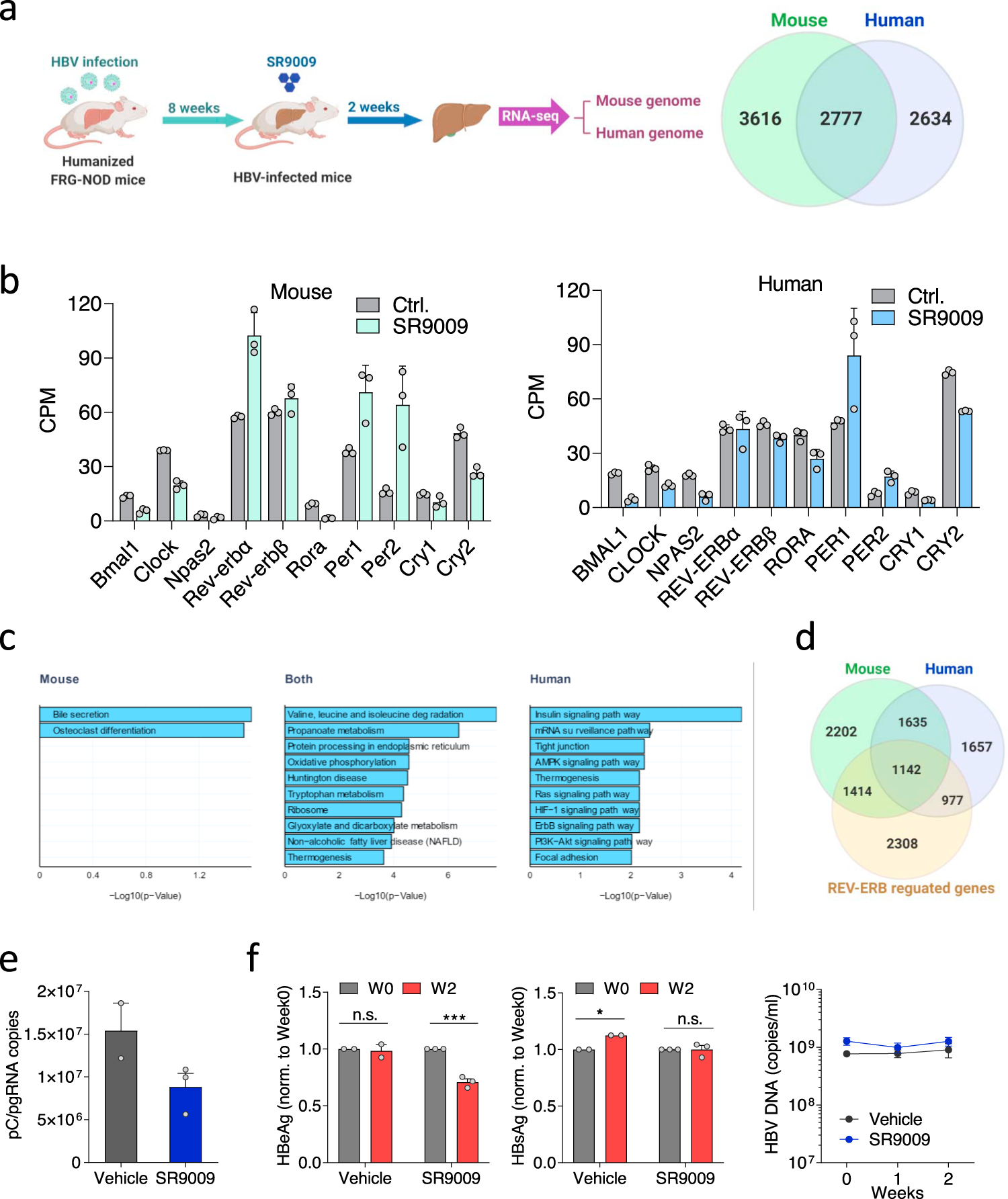 Fig. 6: Pharmacological activation of REV-ERB modulates the human transcriptome and inhibits HBV BCP transcription in vivo.
