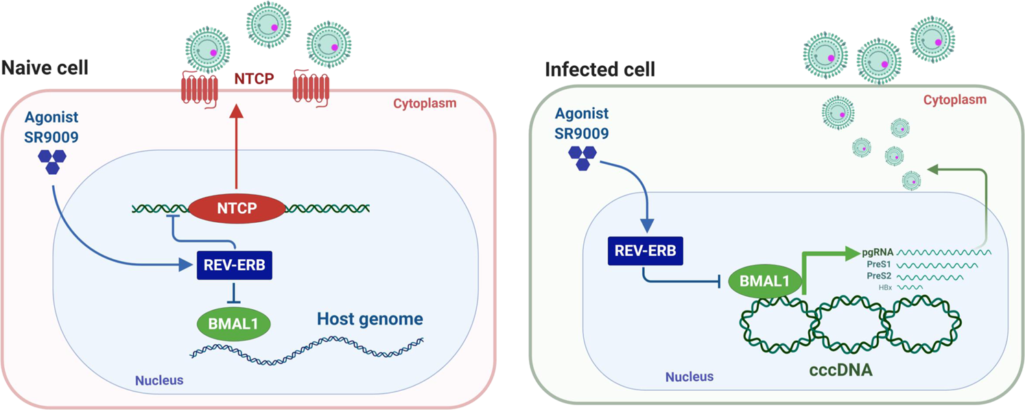 Fig. 7: Model of circadian clock component REV-ERB and BMAL1 regulating HBV life cycle.