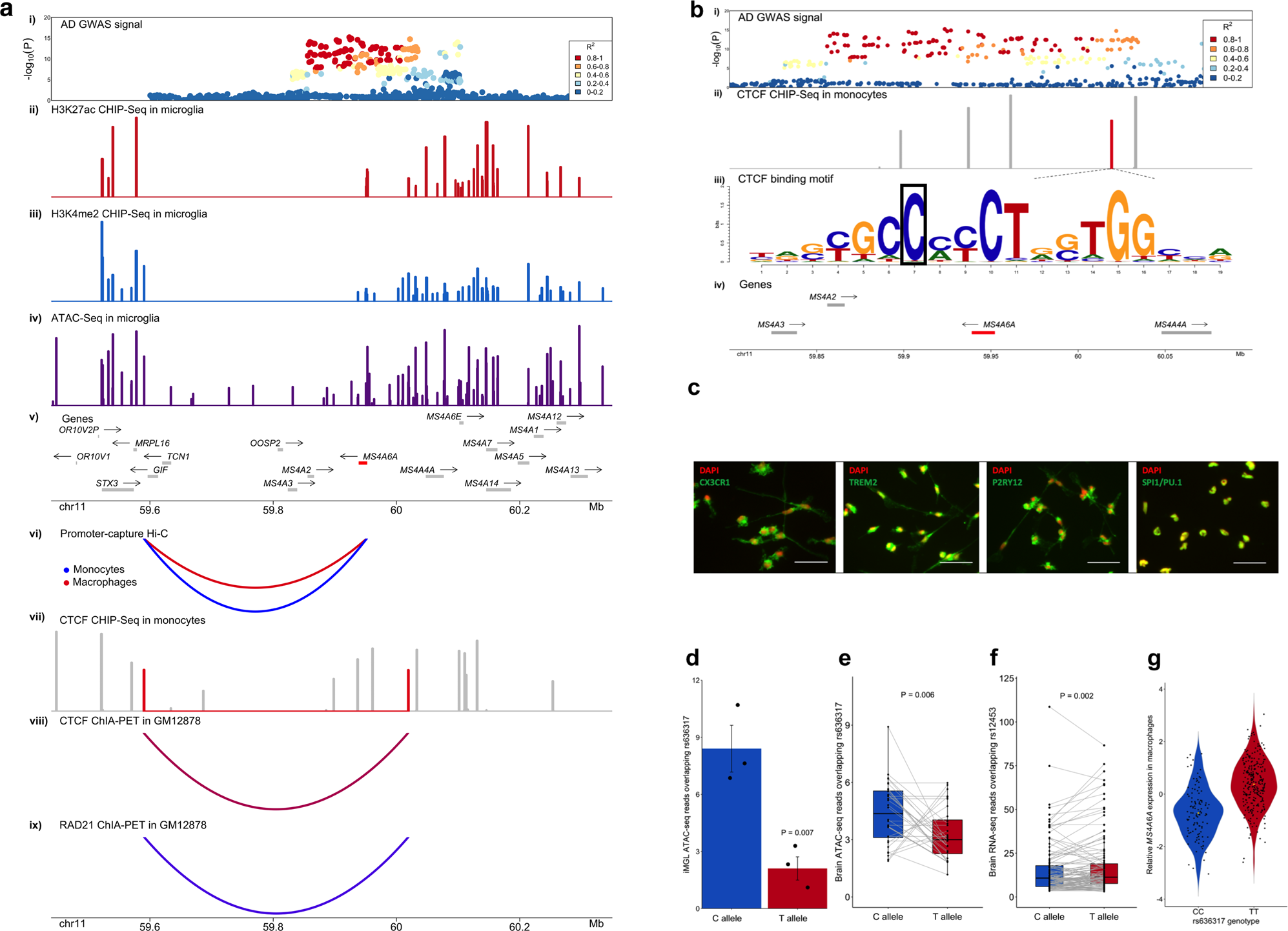 Fig. 4: A candidate causal variant in the MS4A locus disrupts an anchor CTCF binding site and is associated with reduced chromatin accessibility and increased MS4A6A gene expression in myeloid cells and in the brain.