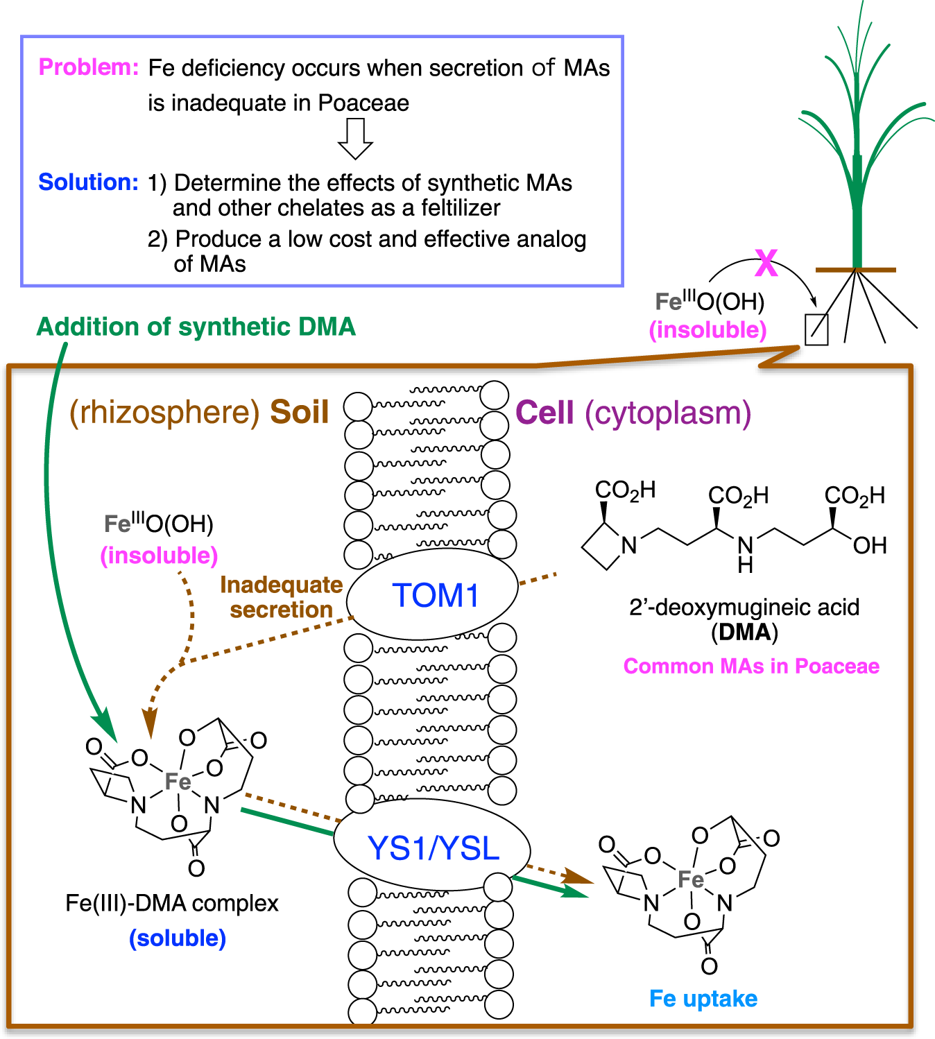 Development of a mugineic acid family phytosiderophore analog as an iron  fertilizer | Nature Communications